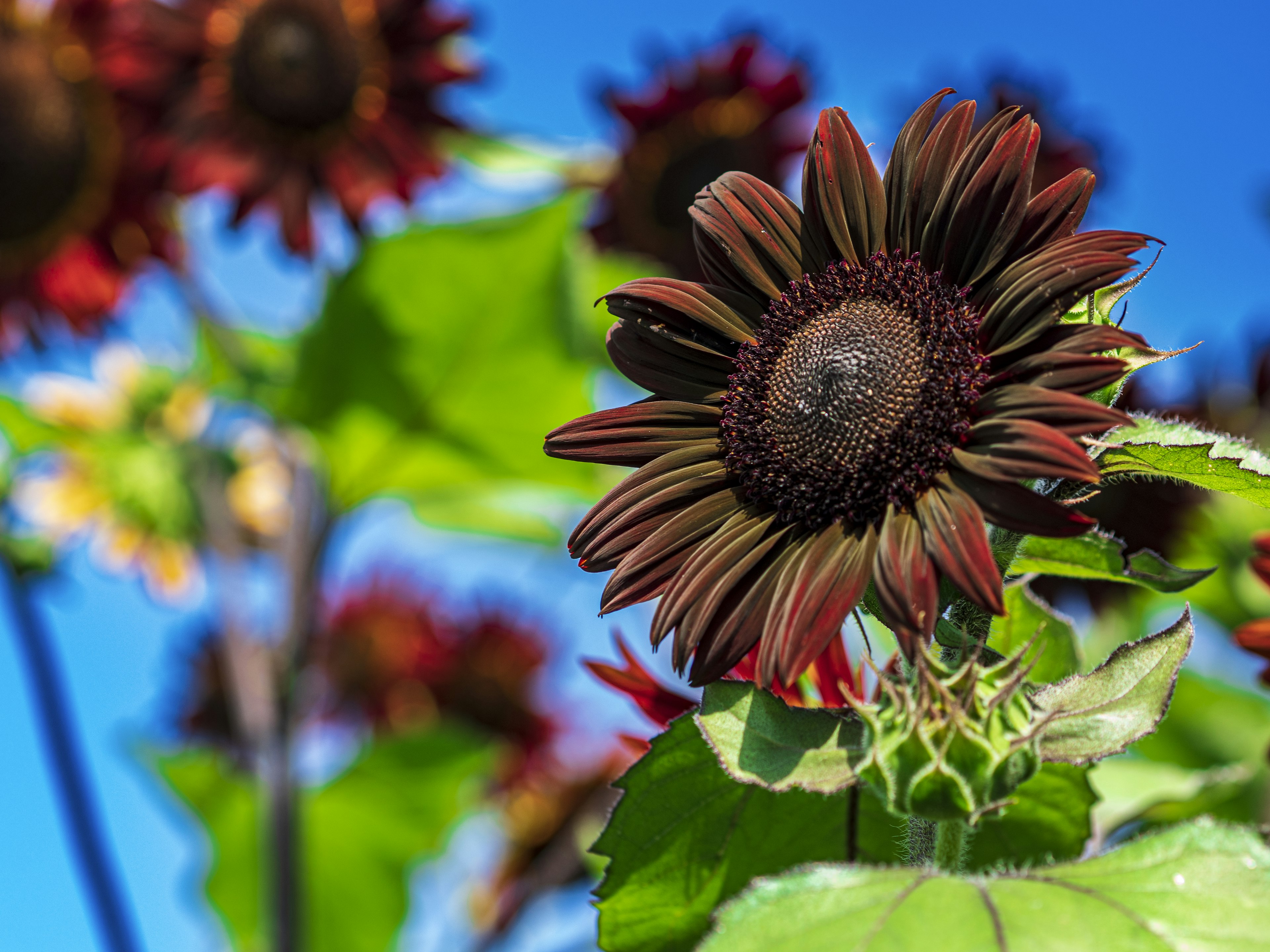 Tournesols rouges avec des feuilles vertes sur fond de ciel bleu