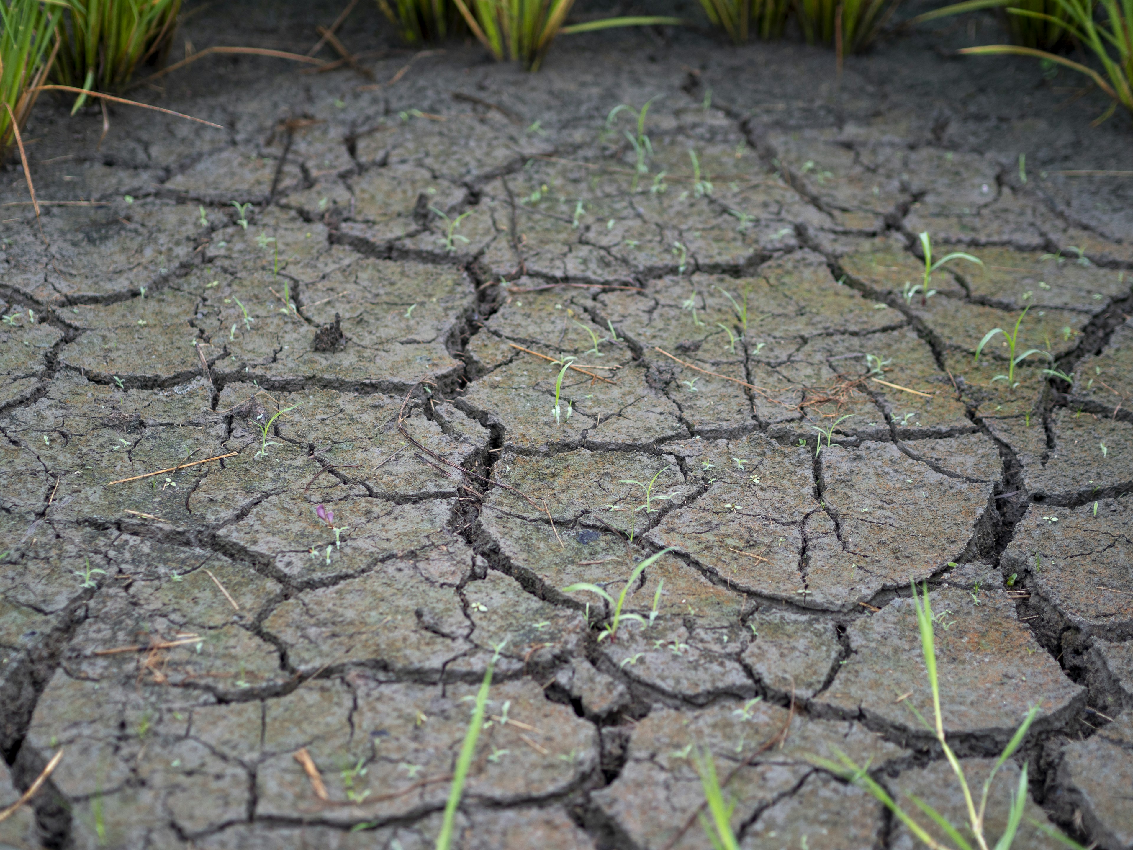 Suelo seco agrietado con brotes de hierba verde