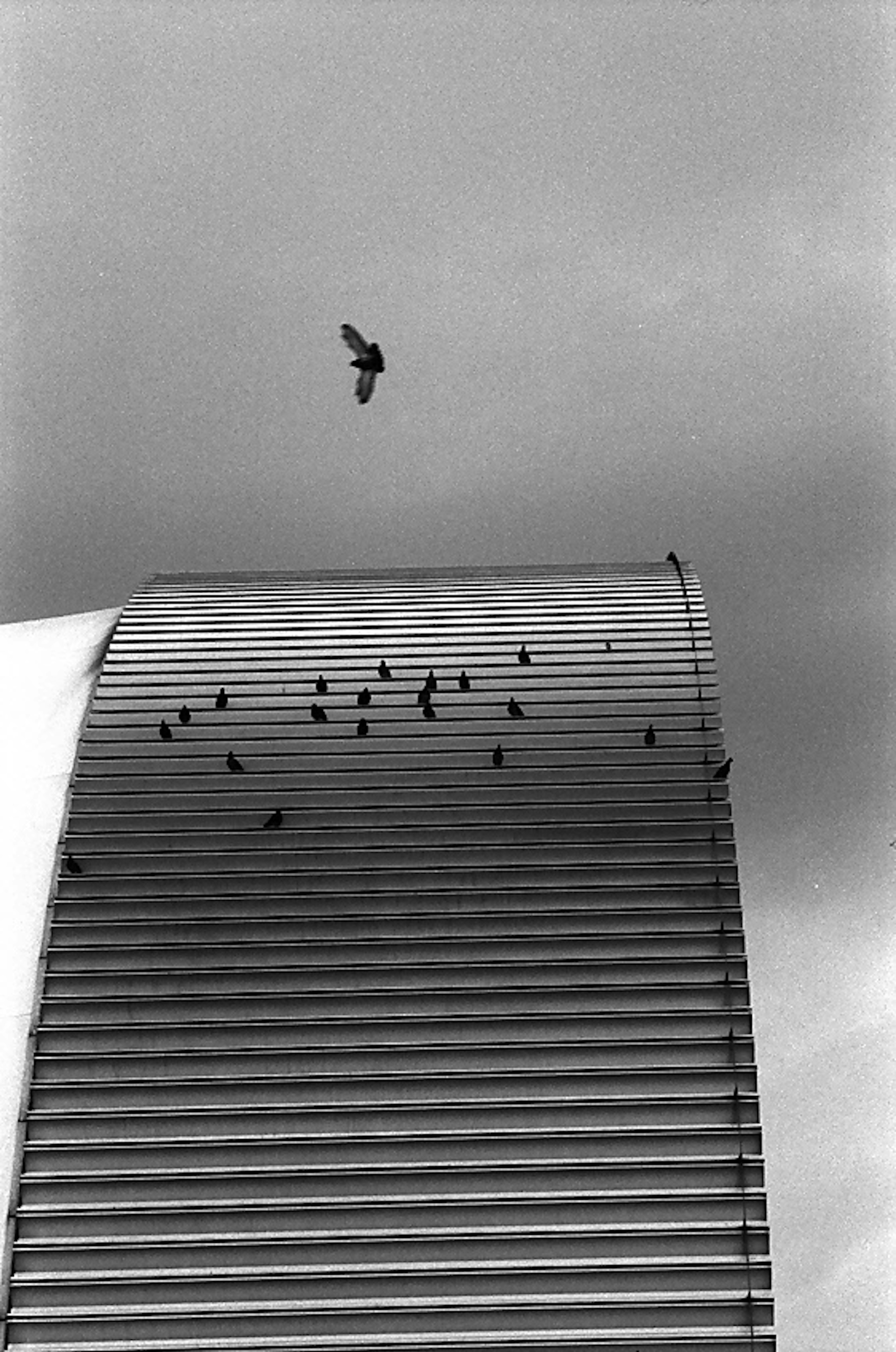 Birds gathering on a curved building with one bird flying above