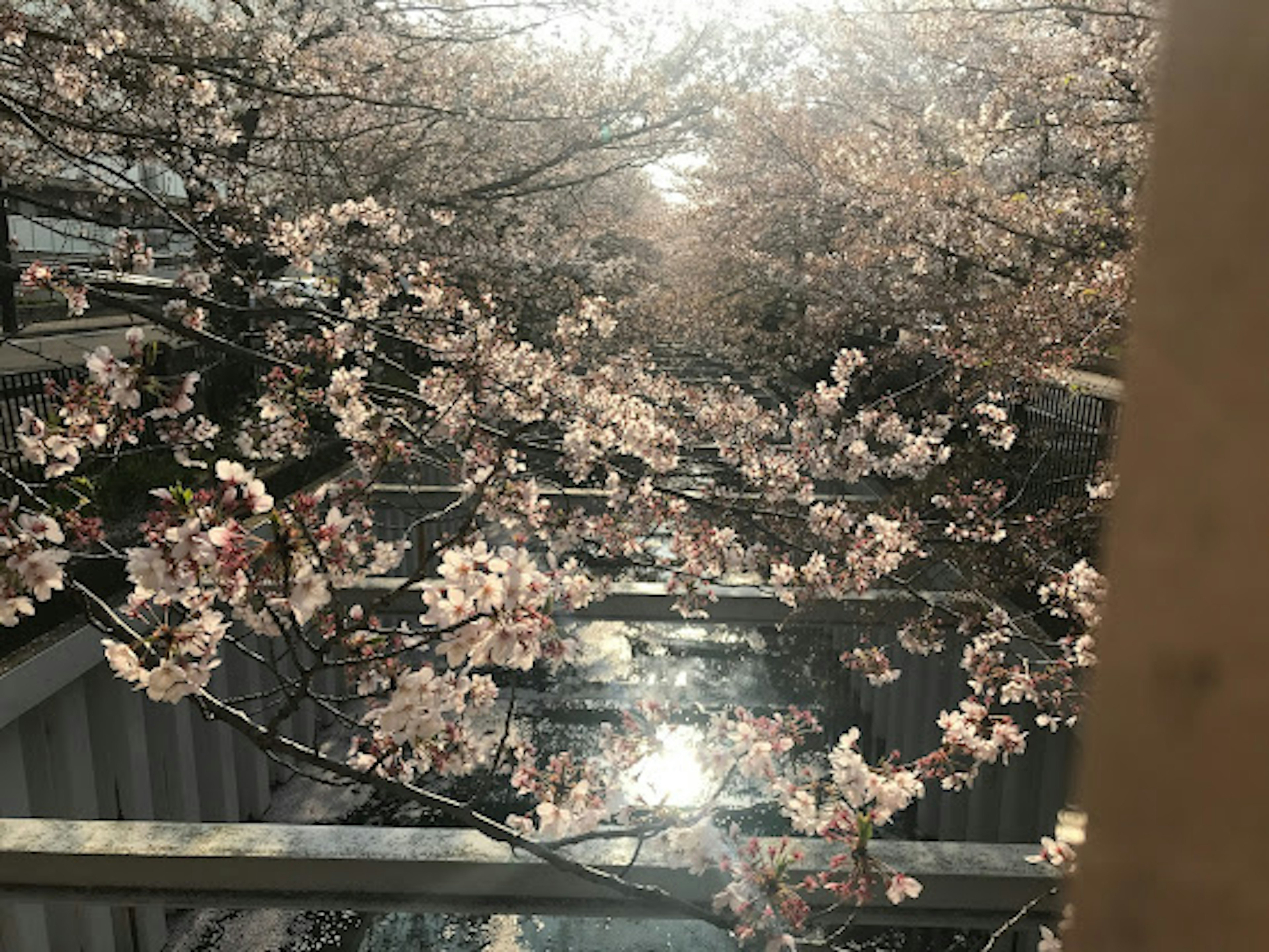 桜の花が咲いている木と反射する水面の風景