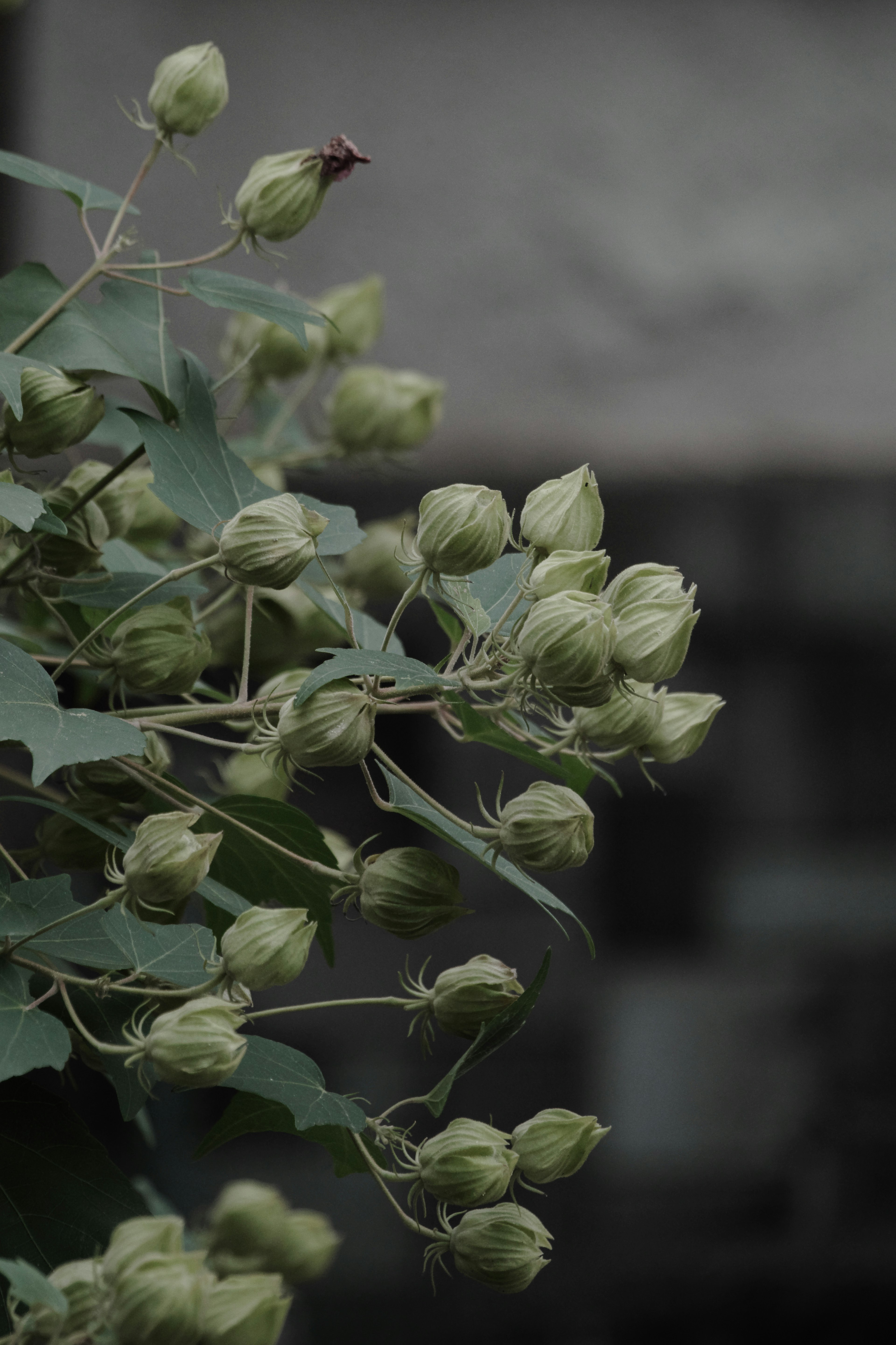 Primer plano de una planta con brotes verdes en sus ramas