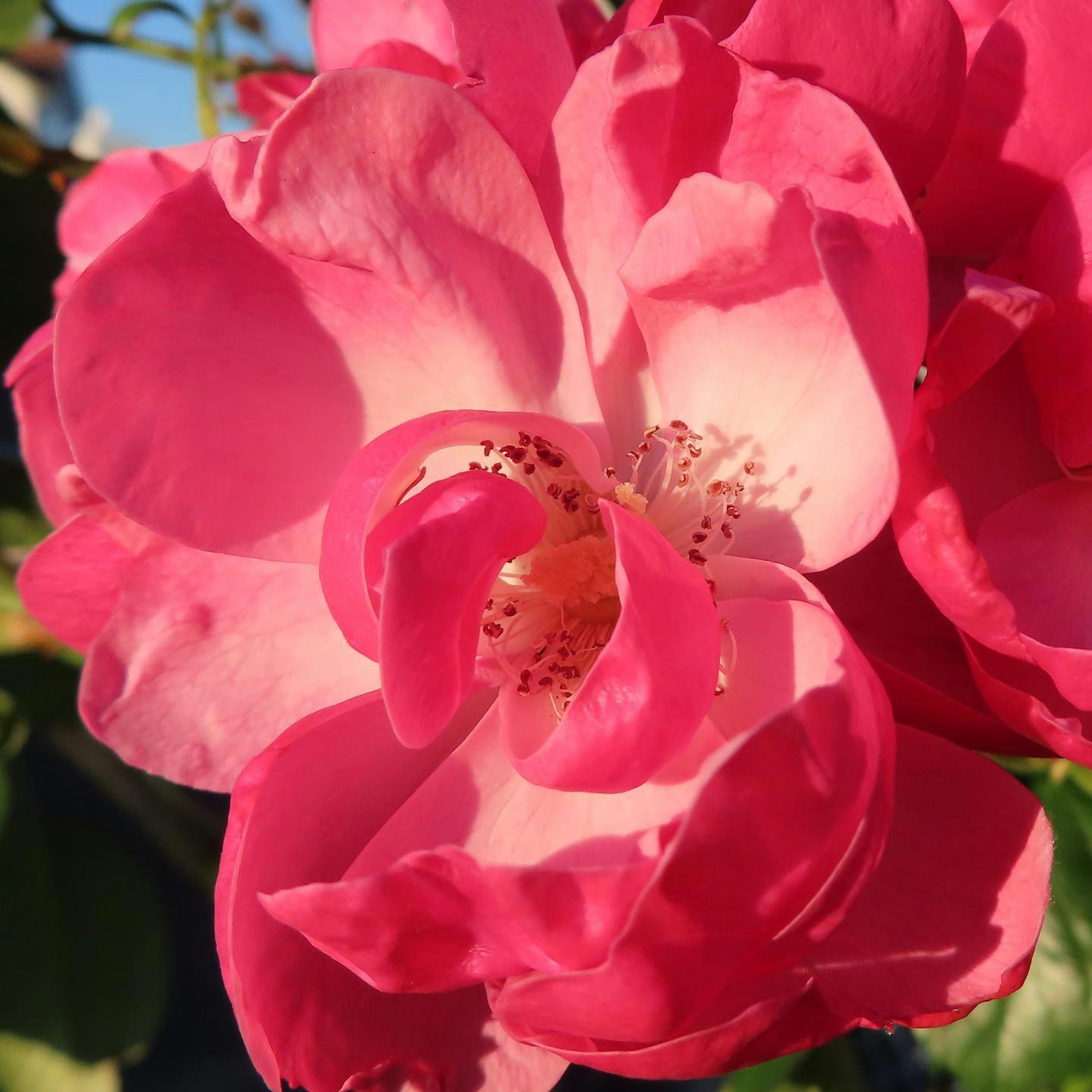 Petali di rosa rosa vibranti che si sovrappongono mostrando bellezza