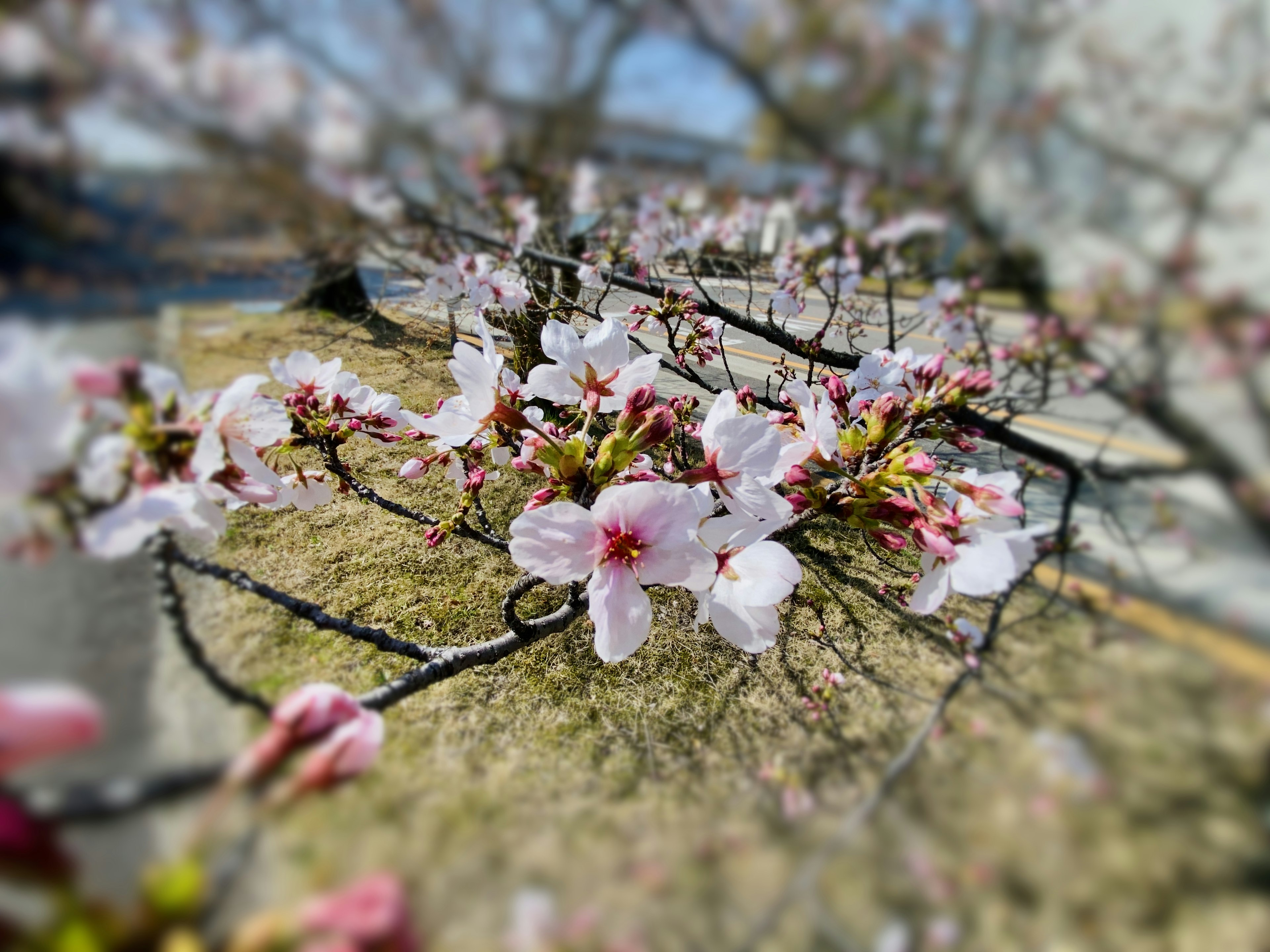 Kedekatan bunga sakura di cabang