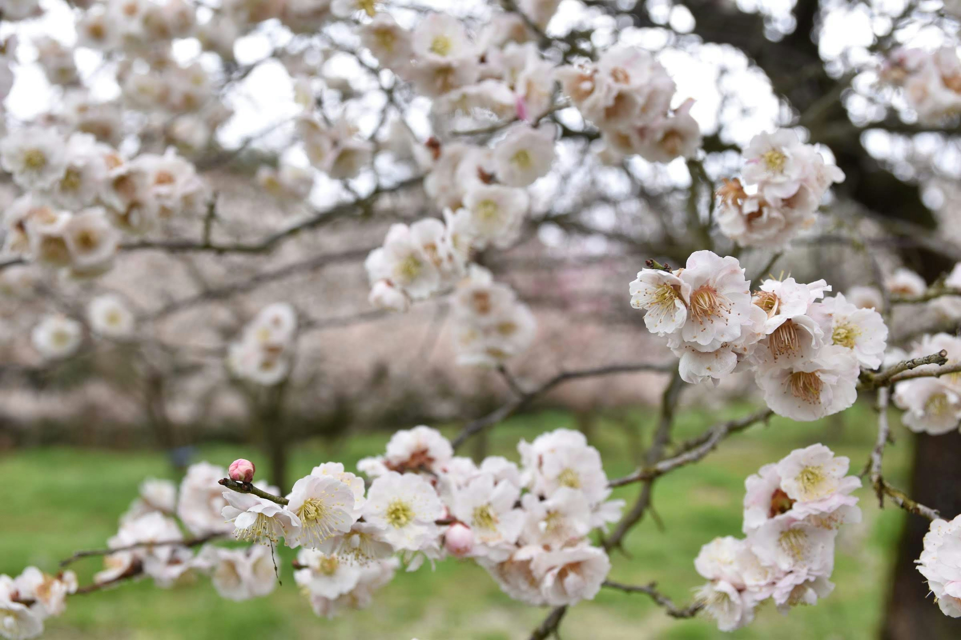 Close-up bunga sakura di cabang pohon