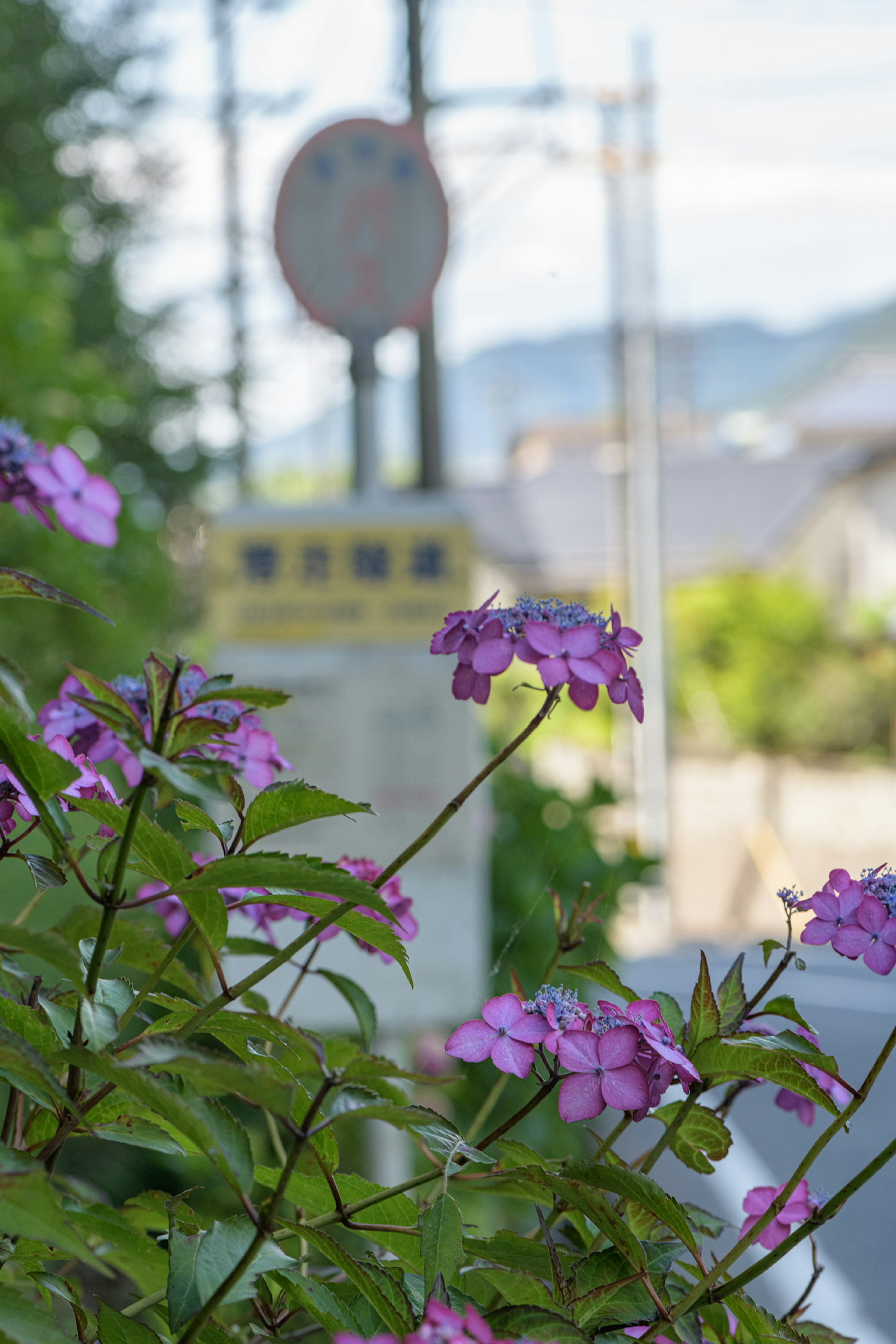 Nahaufnahme von lila Blumen mit einem verschwommenen Bushaltestellenschild im Hintergrund