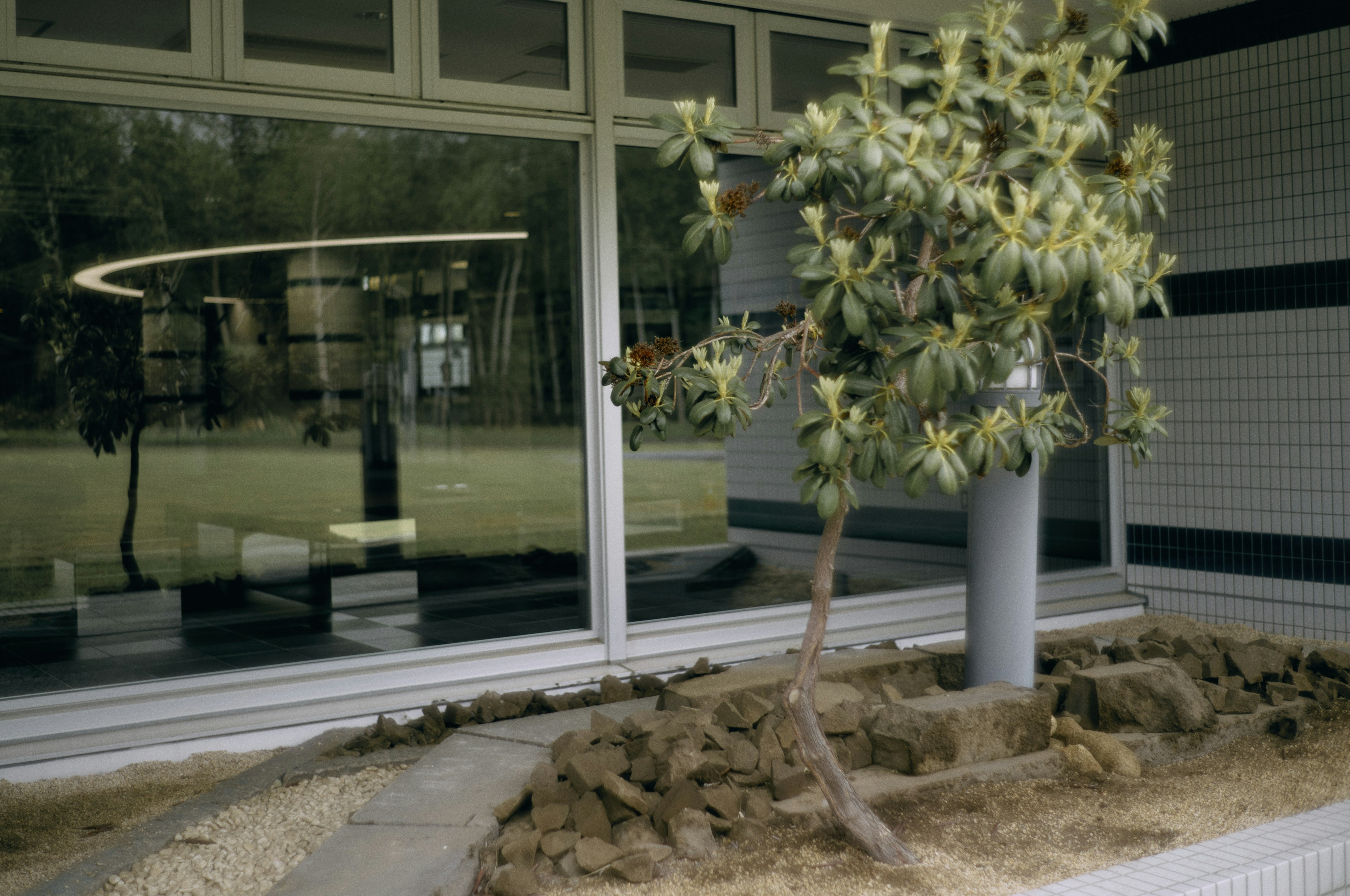 A modern building with a tree and gravel garden by the window