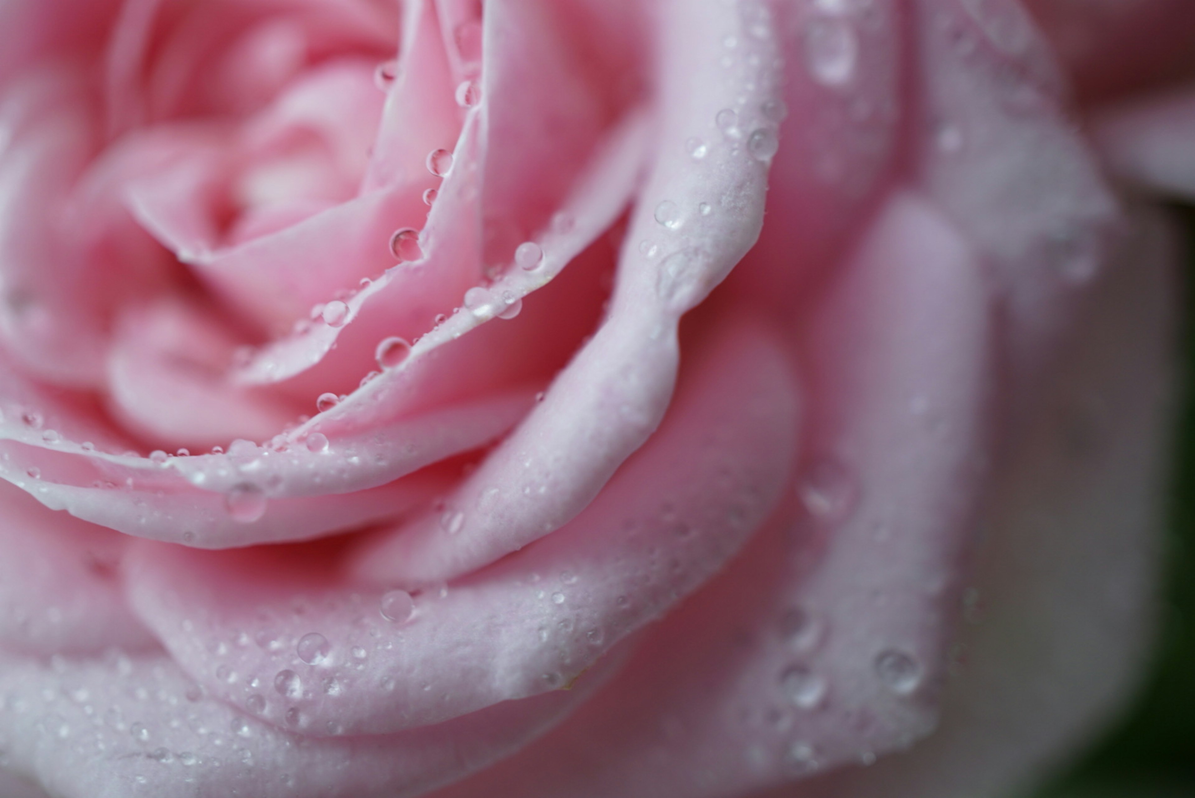 Close-up of a pink rose petal with water droplets