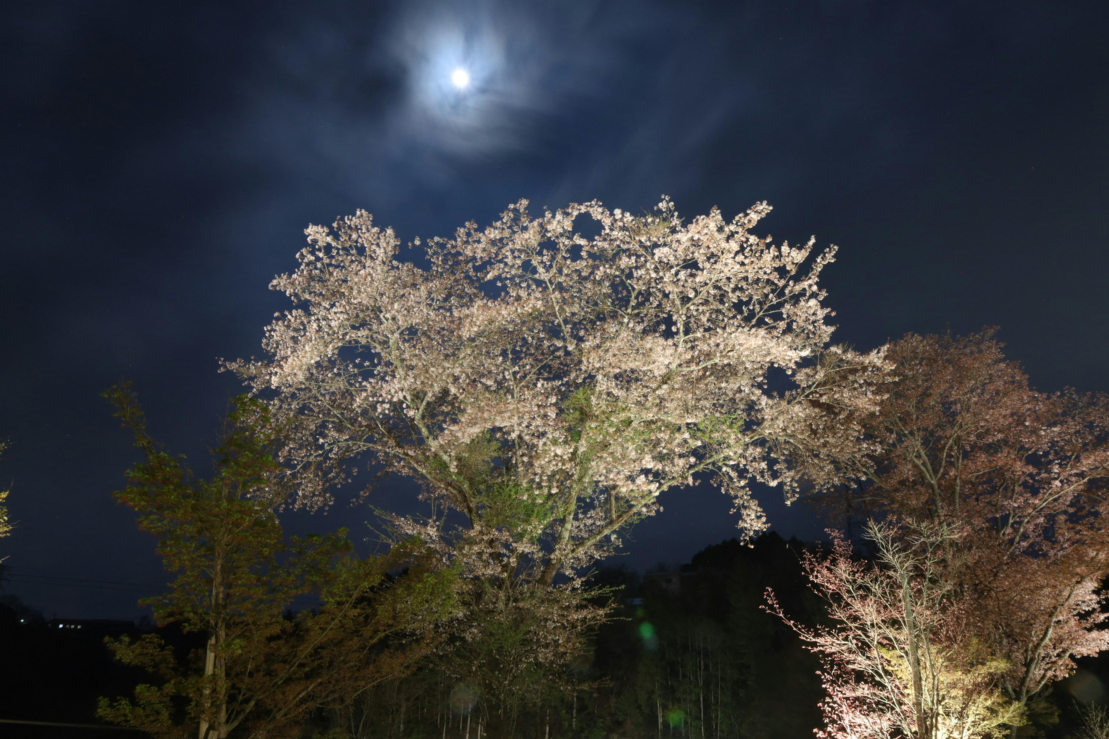 夜空に浮かぶ月の下に照らされた桜の木