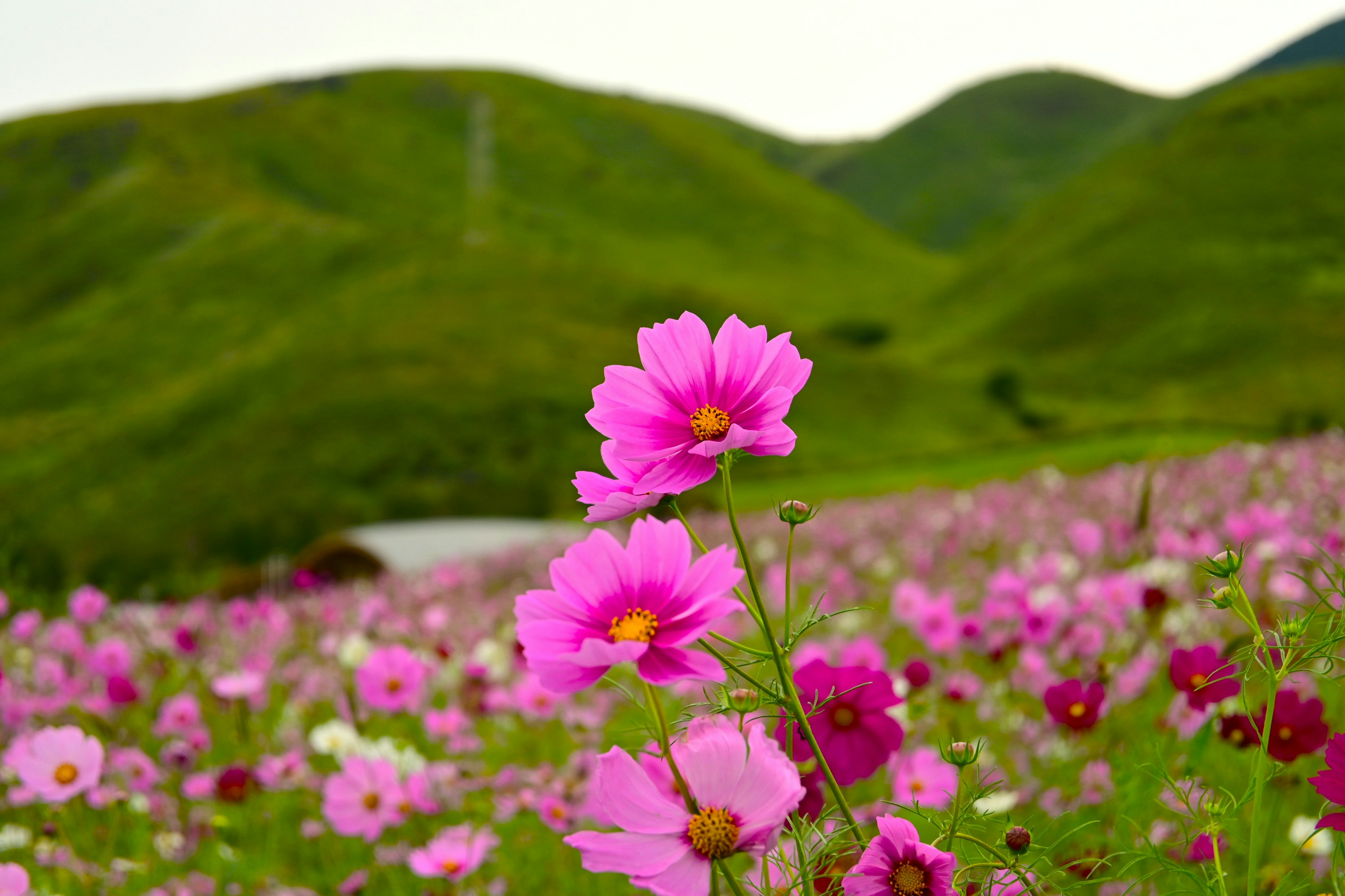 緑の山々を背景にしたカラフルな花畑に咲くピンクのコスモスの花