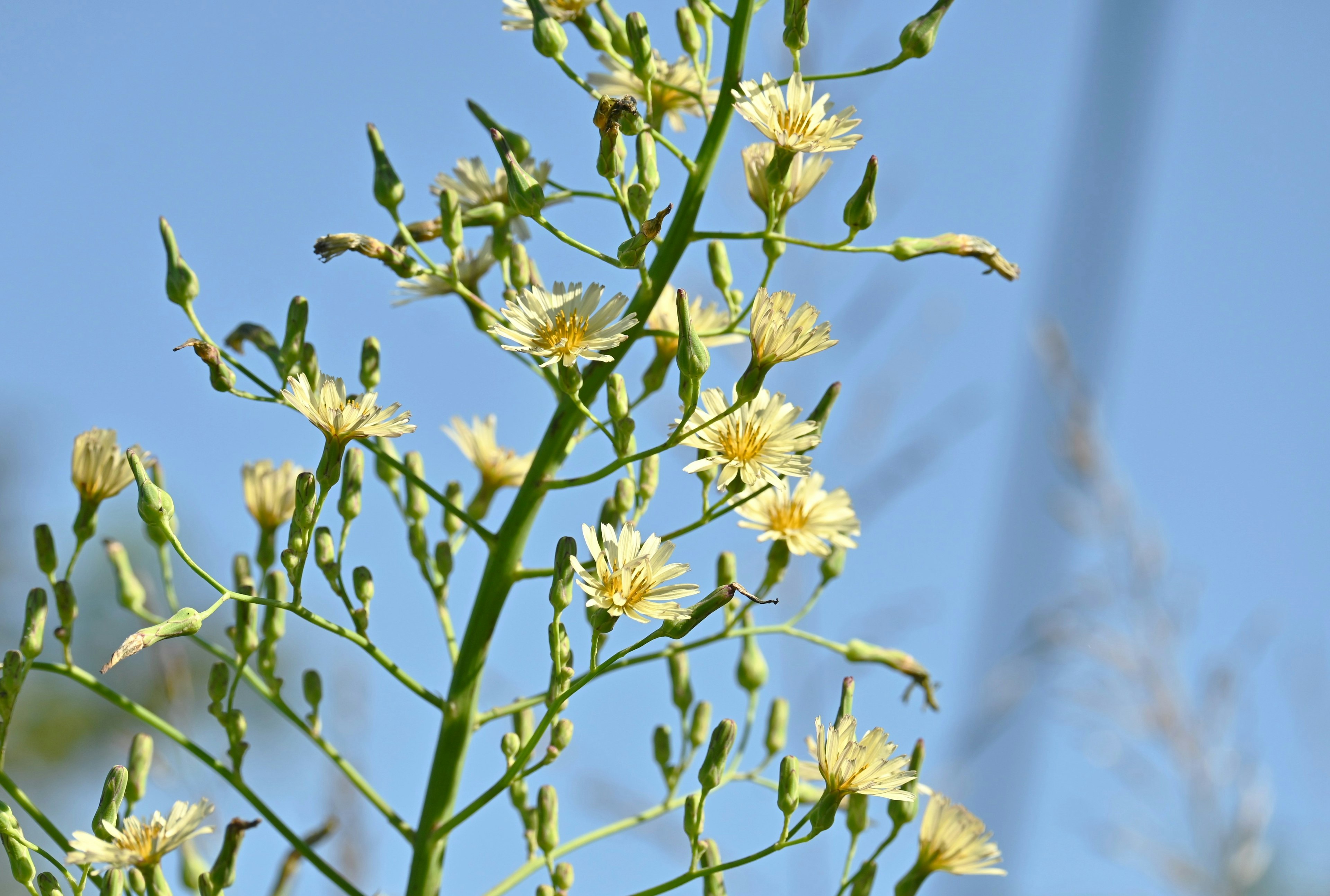 Plante avec une tige fine et des fleurs jaunes sur fond de ciel bleu