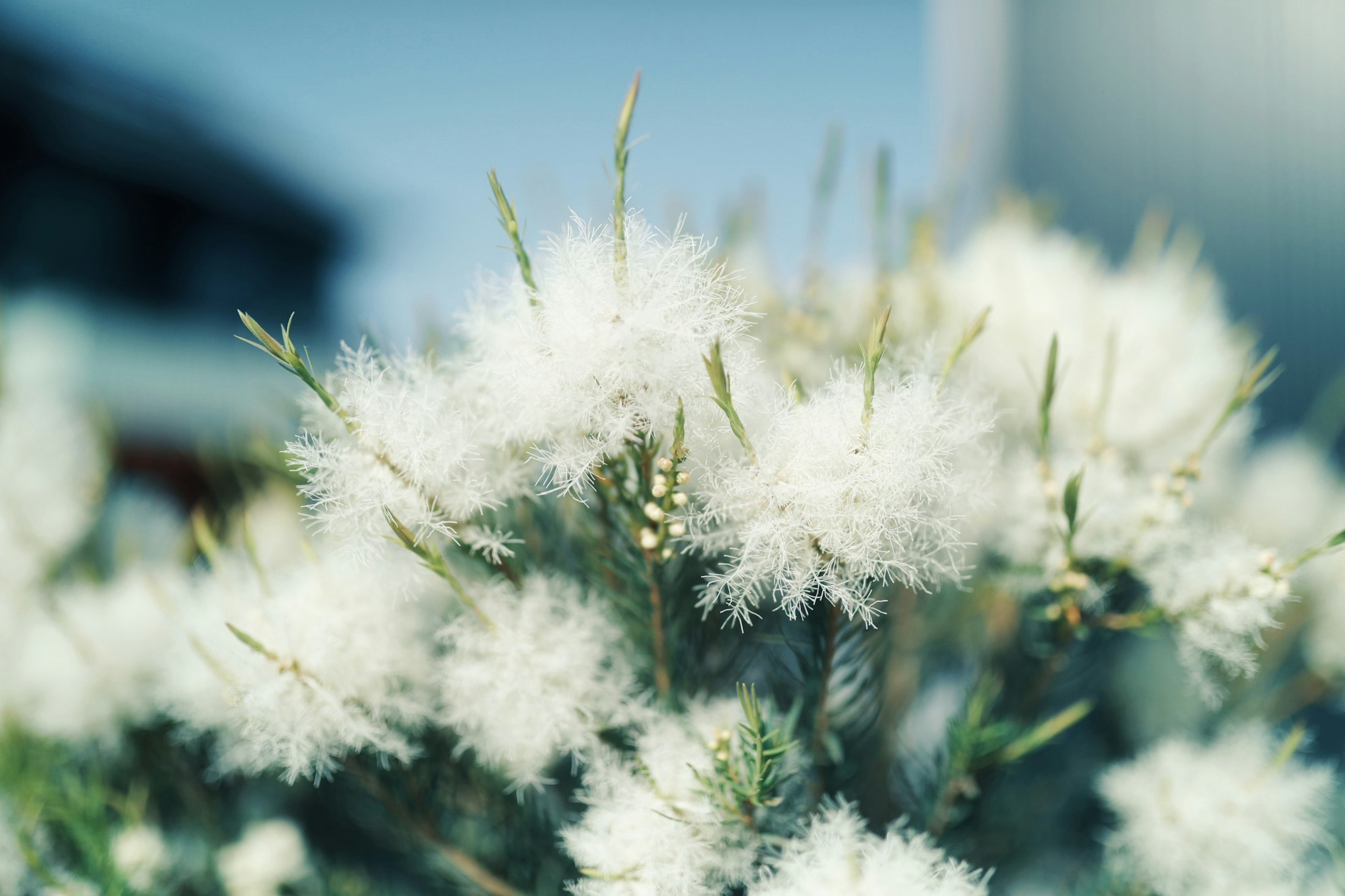 Close-up of a plant with white fluffy flowers