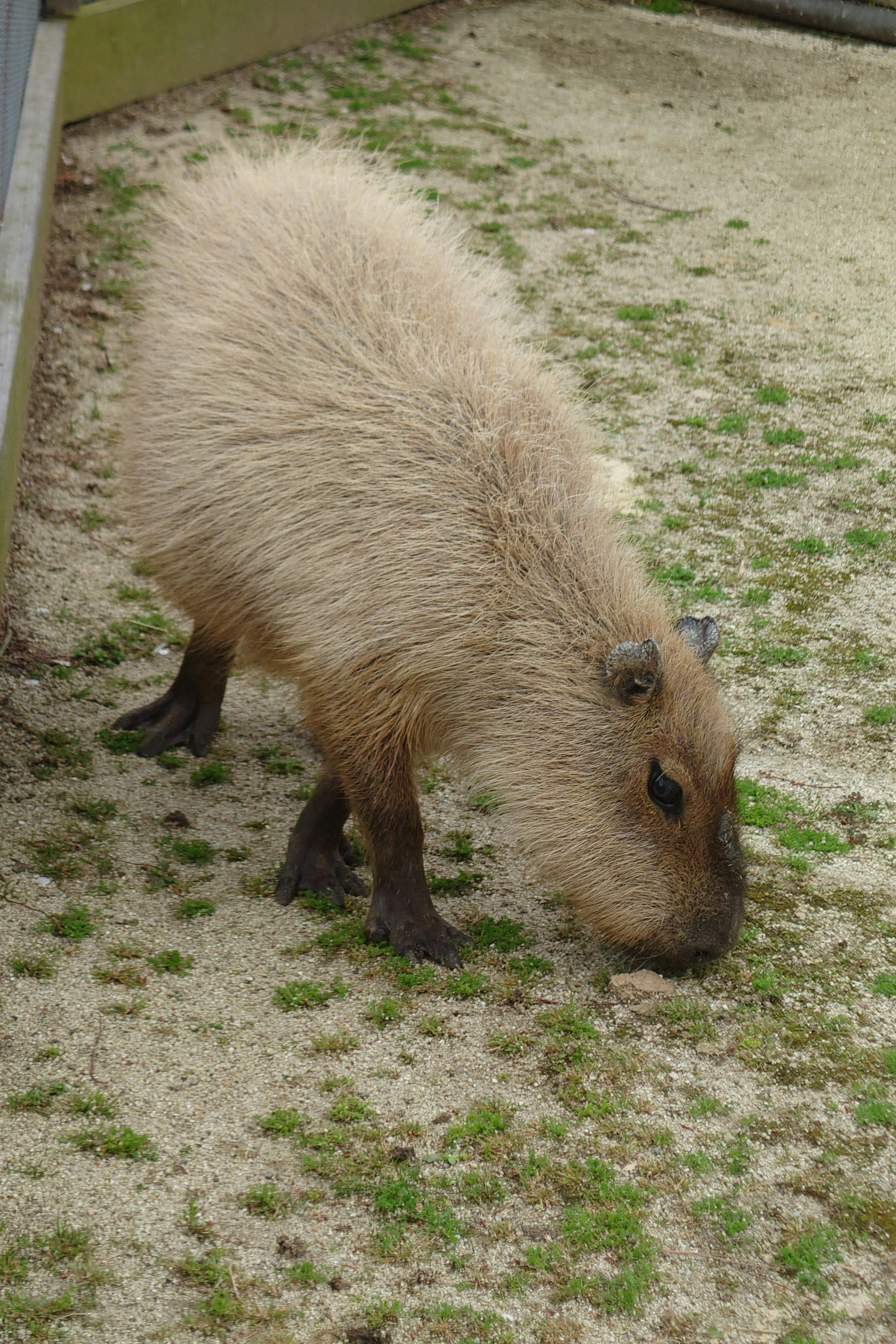 Un bébé capybara duveteux broutant de l'herbe