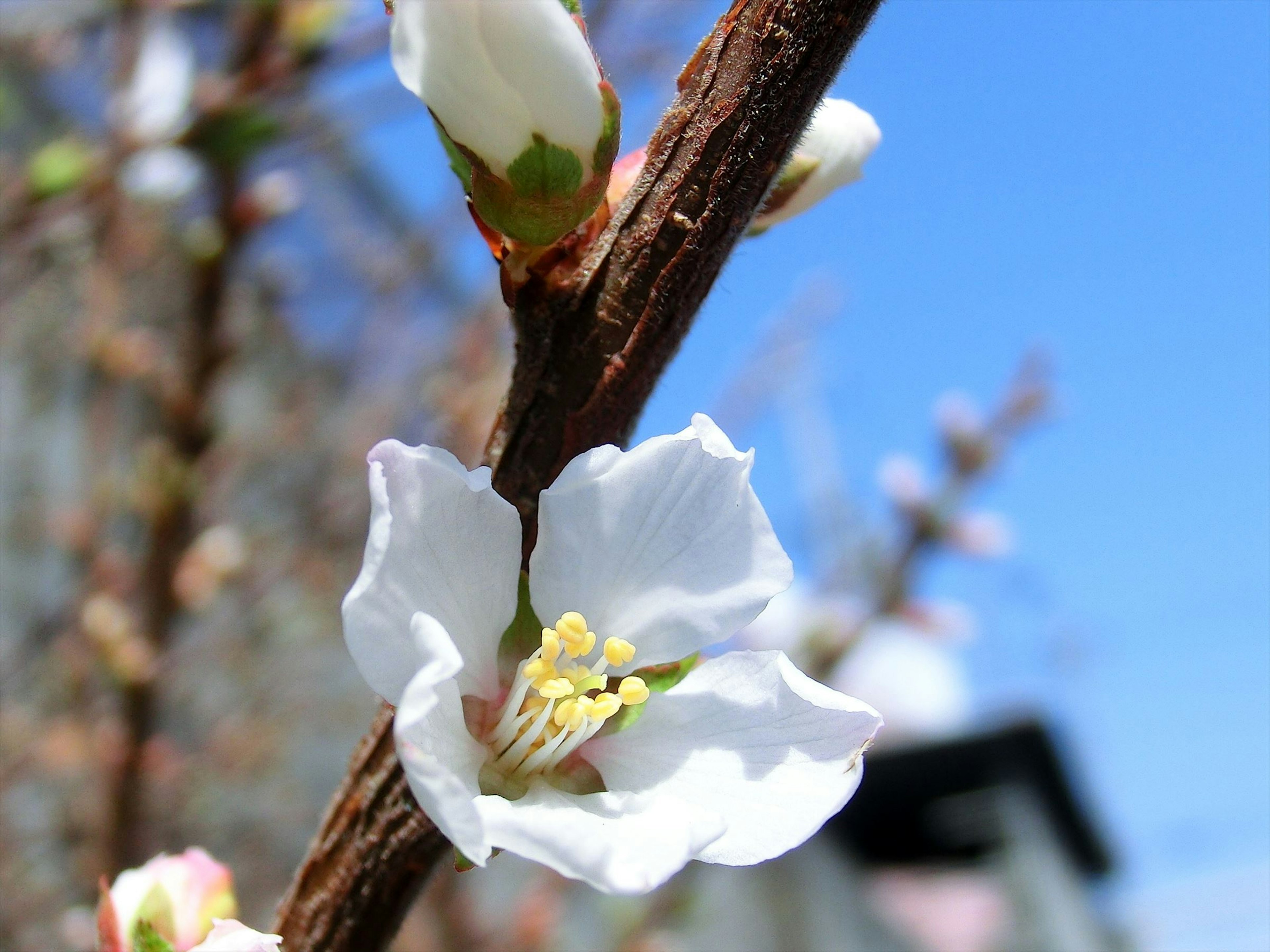 Ramo con fiori bianchi contro un cielo blu