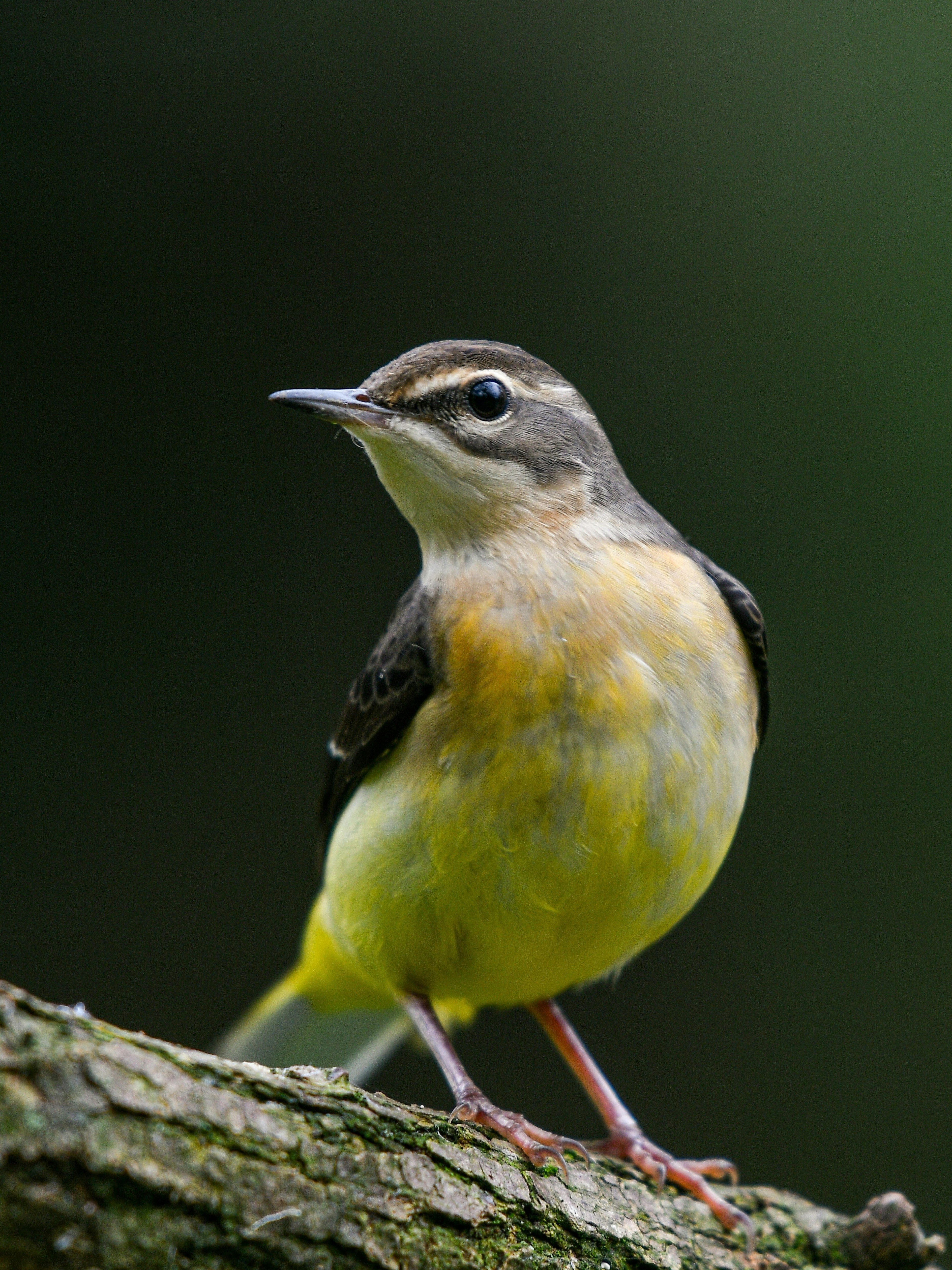 小さな鳥が枝に立っている姿で、黄色い胸と灰色の頭部が特徴