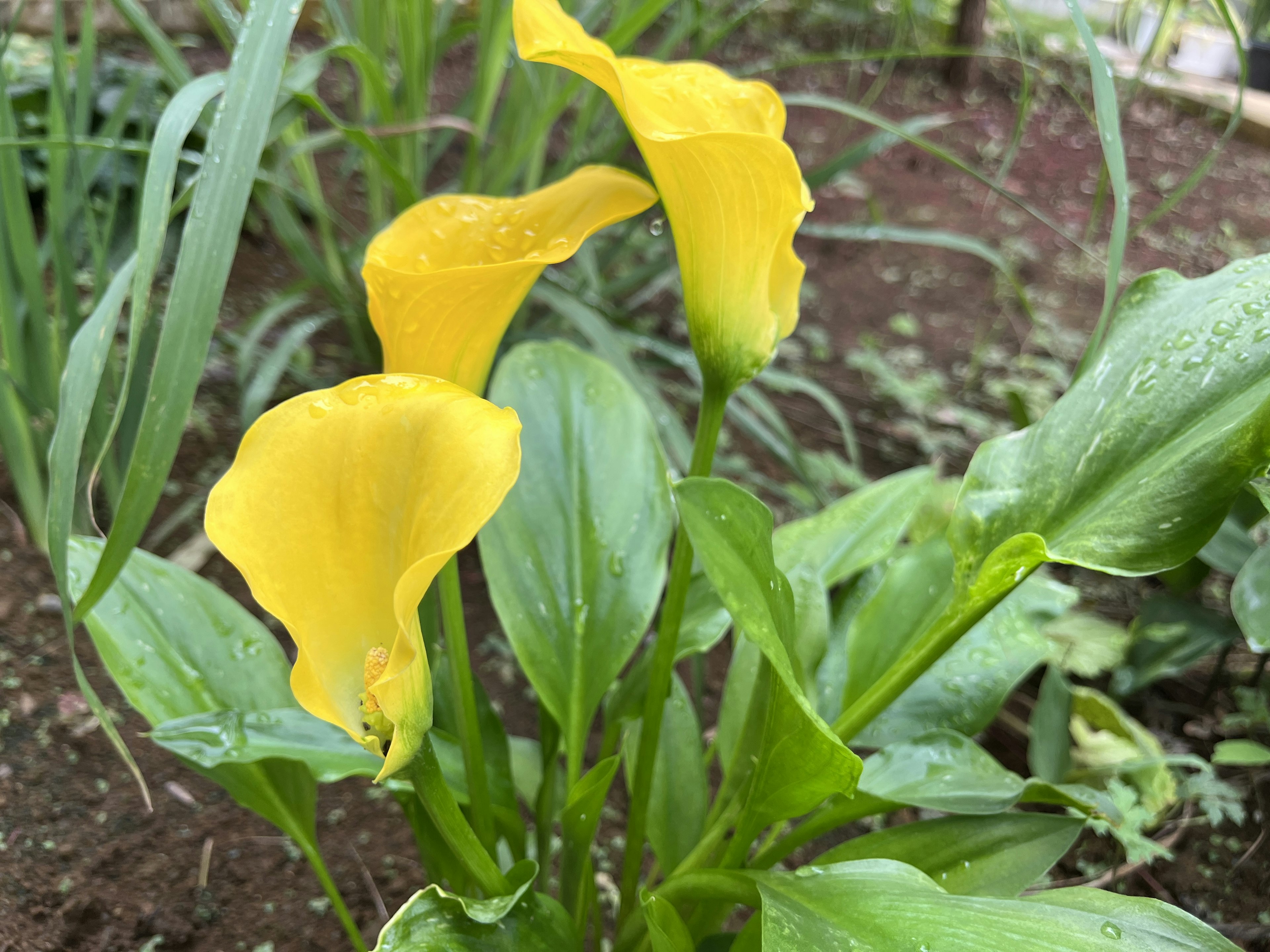 Yellow calla lilies blooming in a garden