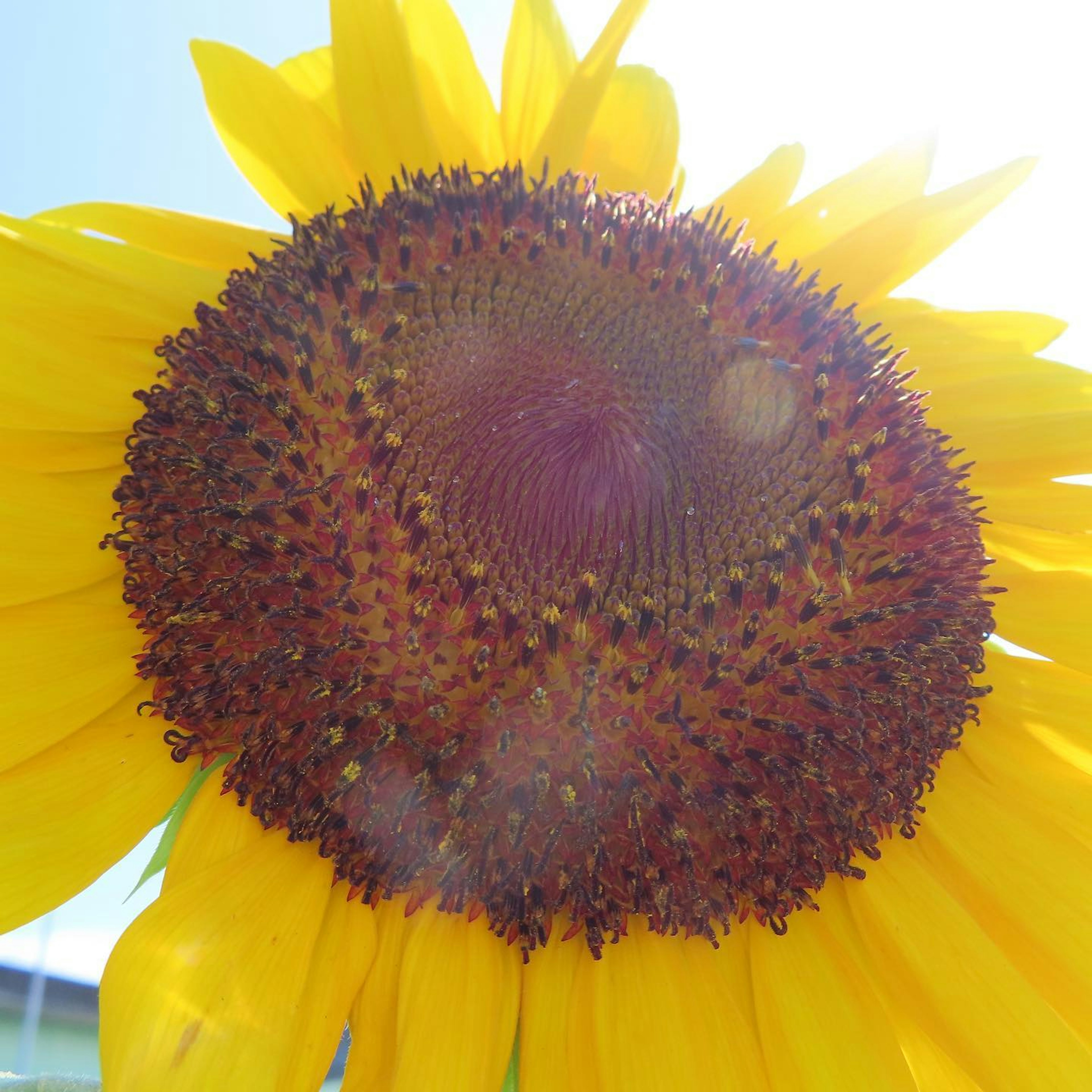 Primo piano di un grande girasole che si gode la luce del sole