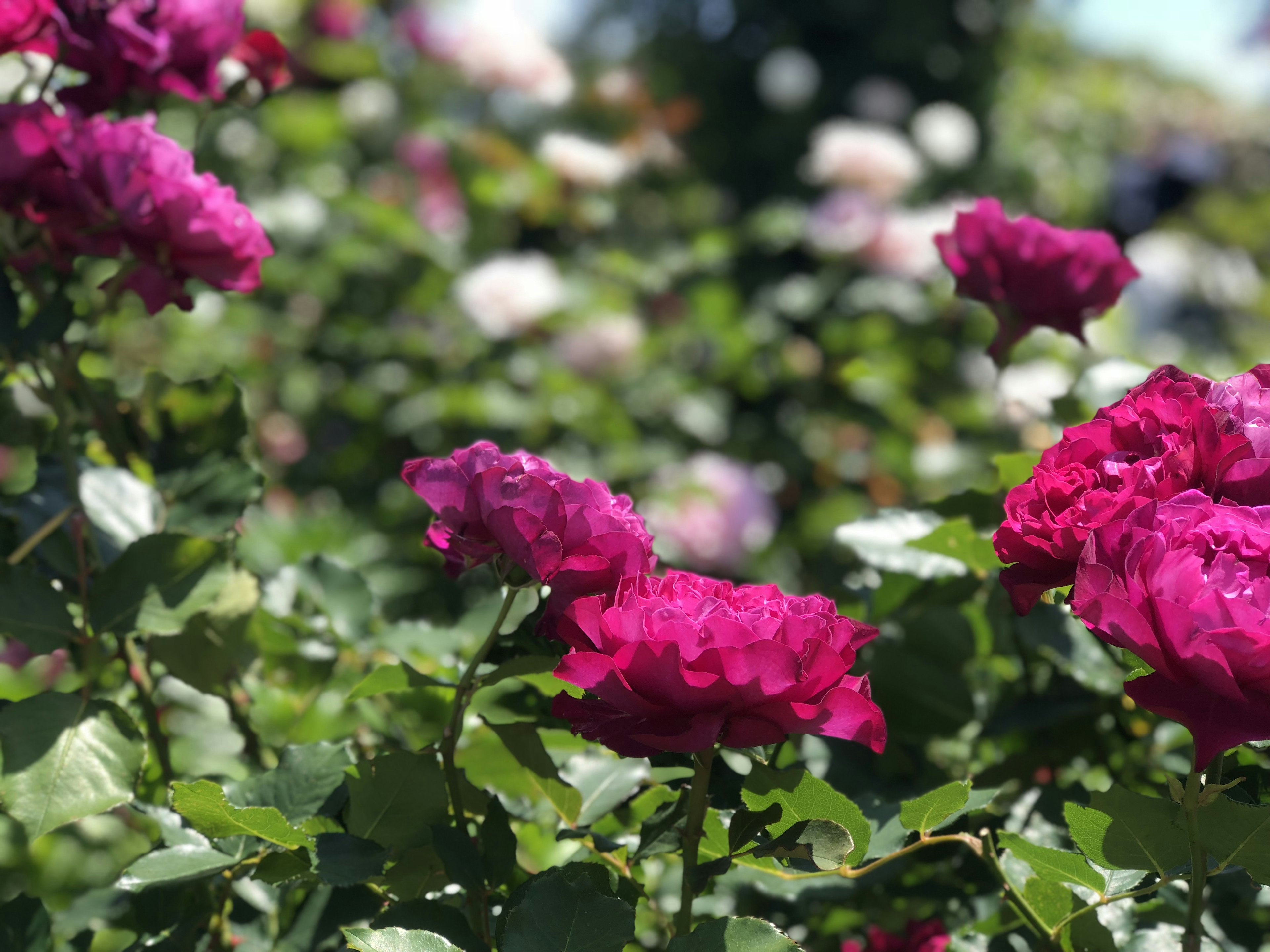 Vibrant pink roses blooming in a garden setting