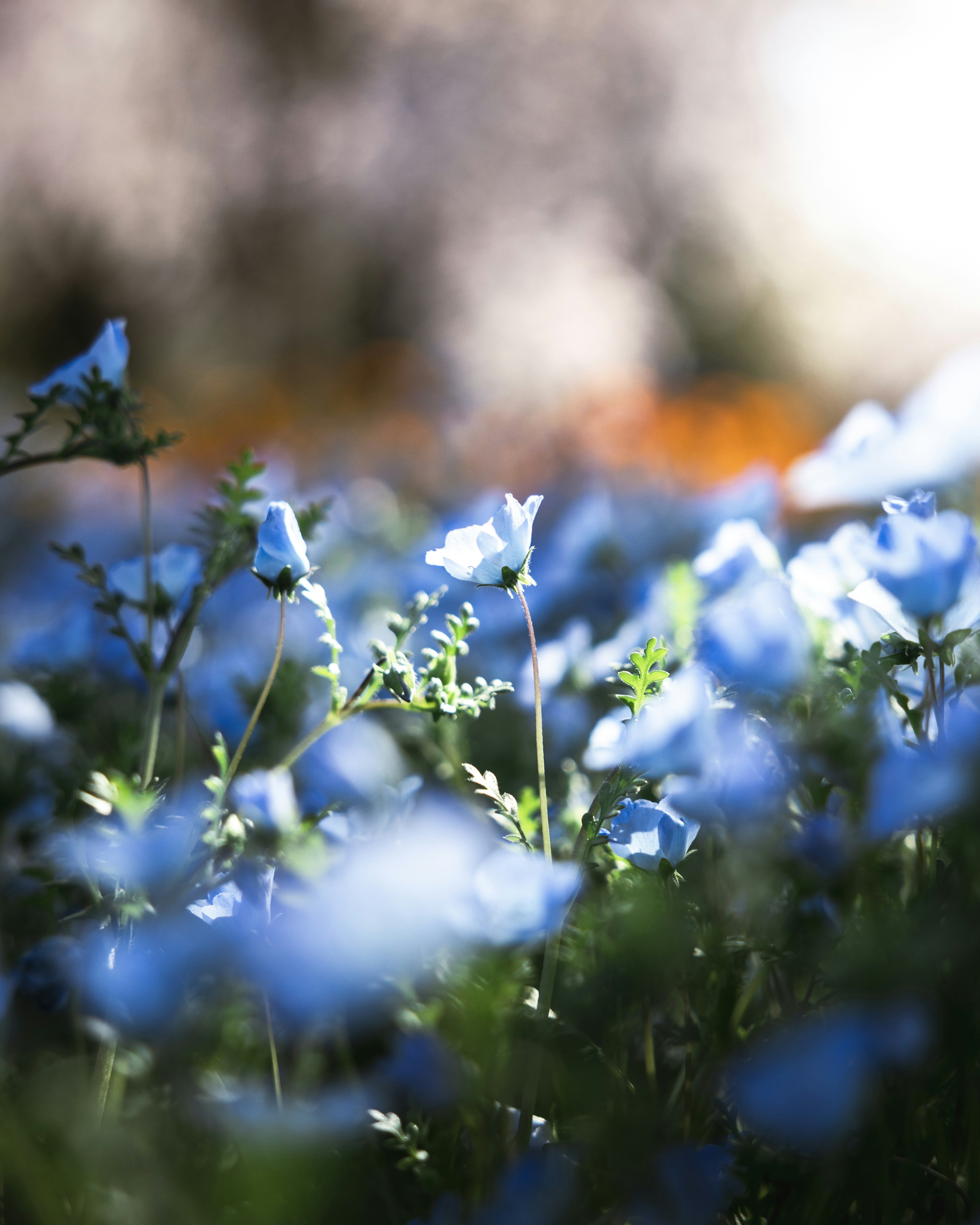 Una hermosa escena de flores azules en flor