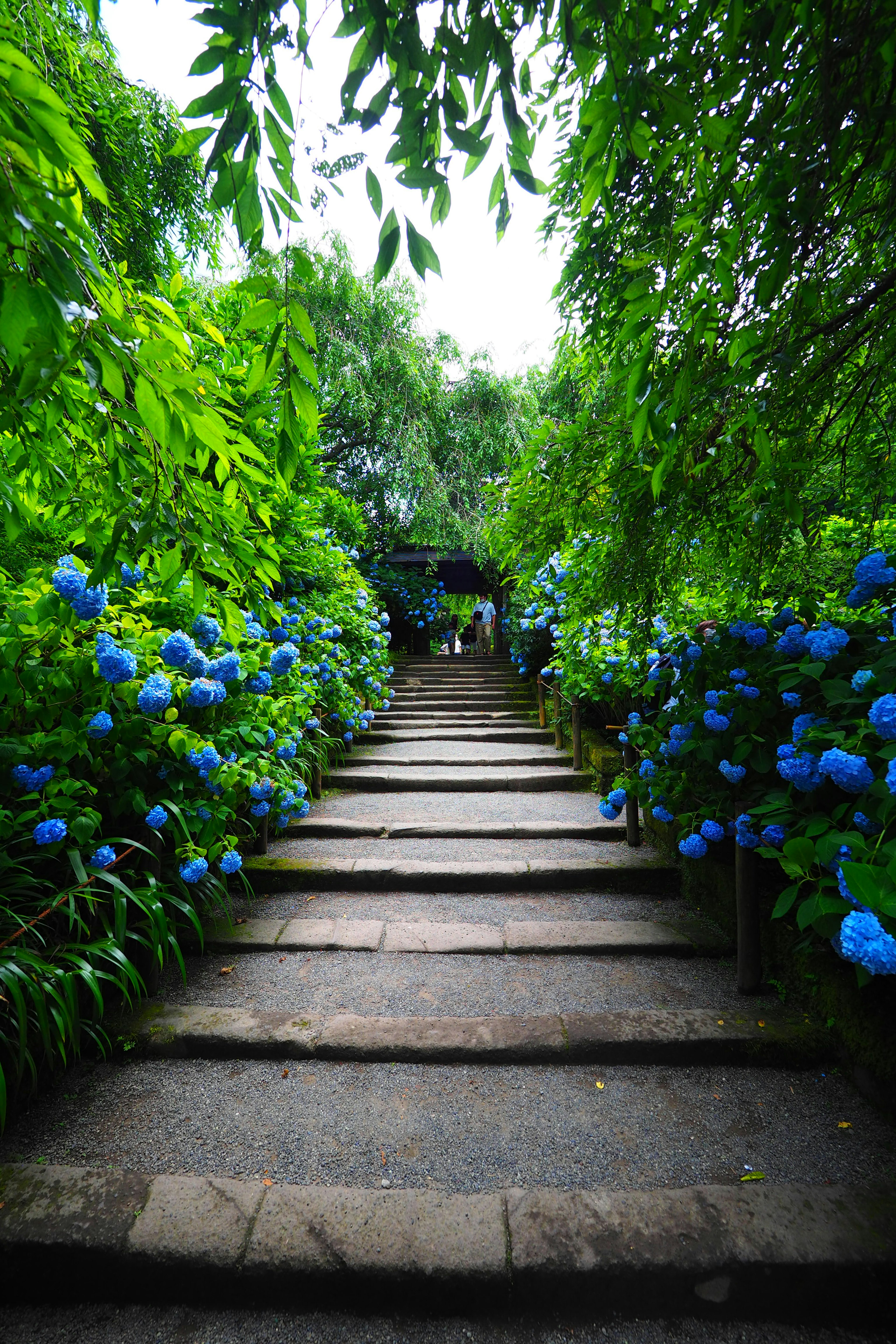 Escalier en pierre menant à travers une verdure luxuriante ornée d'hortensias bleus