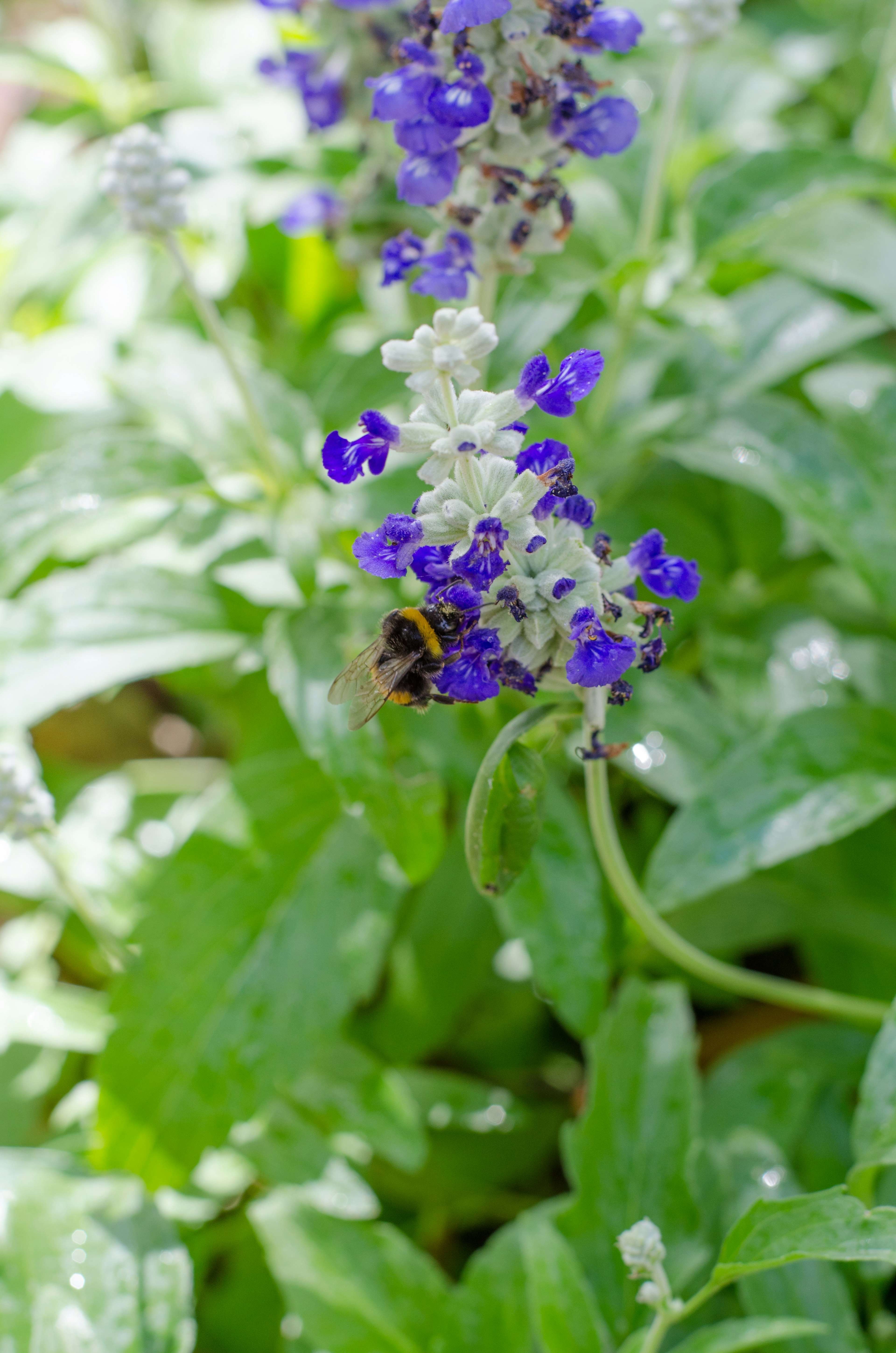 A bumblebee perched on purple flowers with green leaves