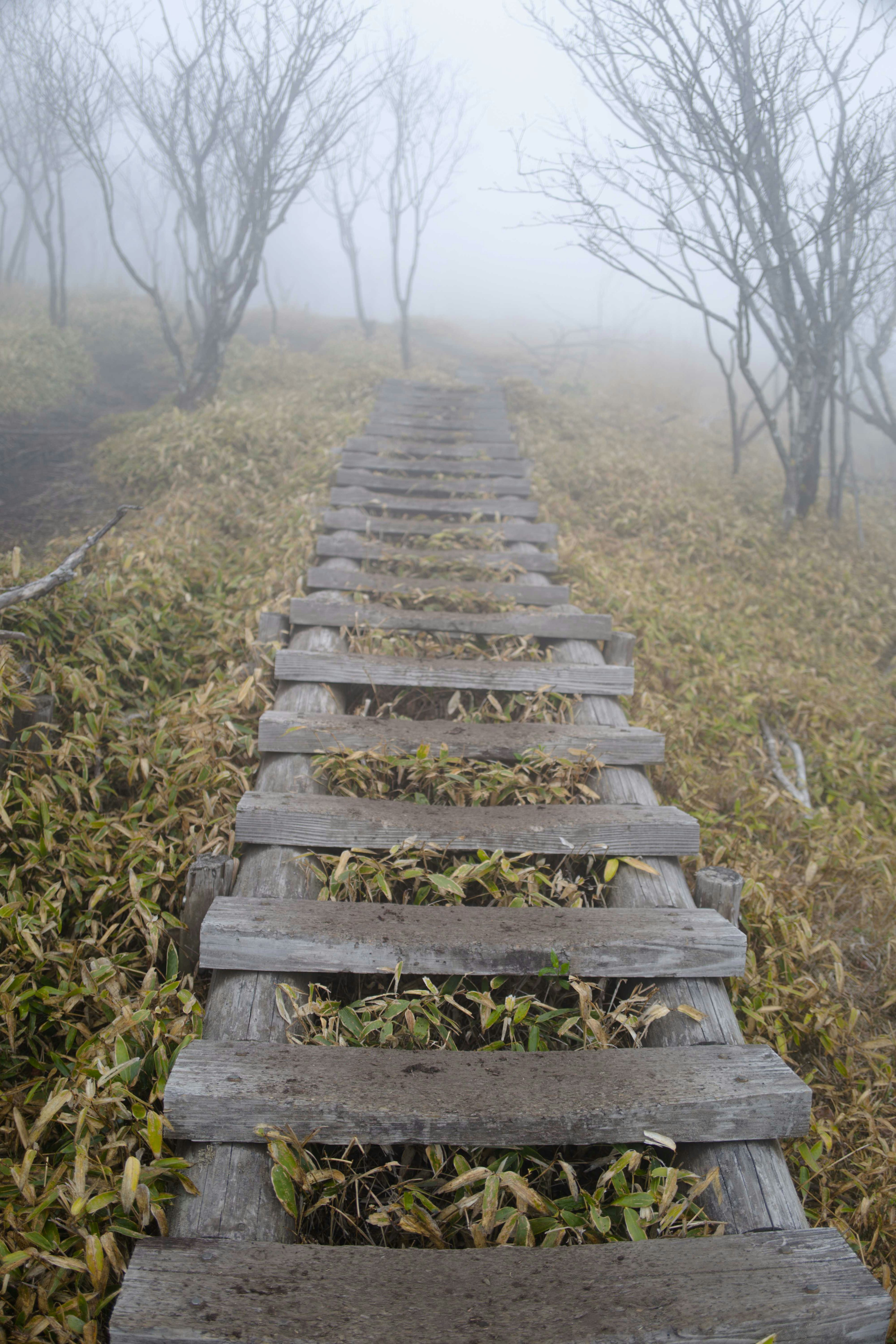 Escaleras de madera que llevan a través de la niebla con hierba seca y árboles