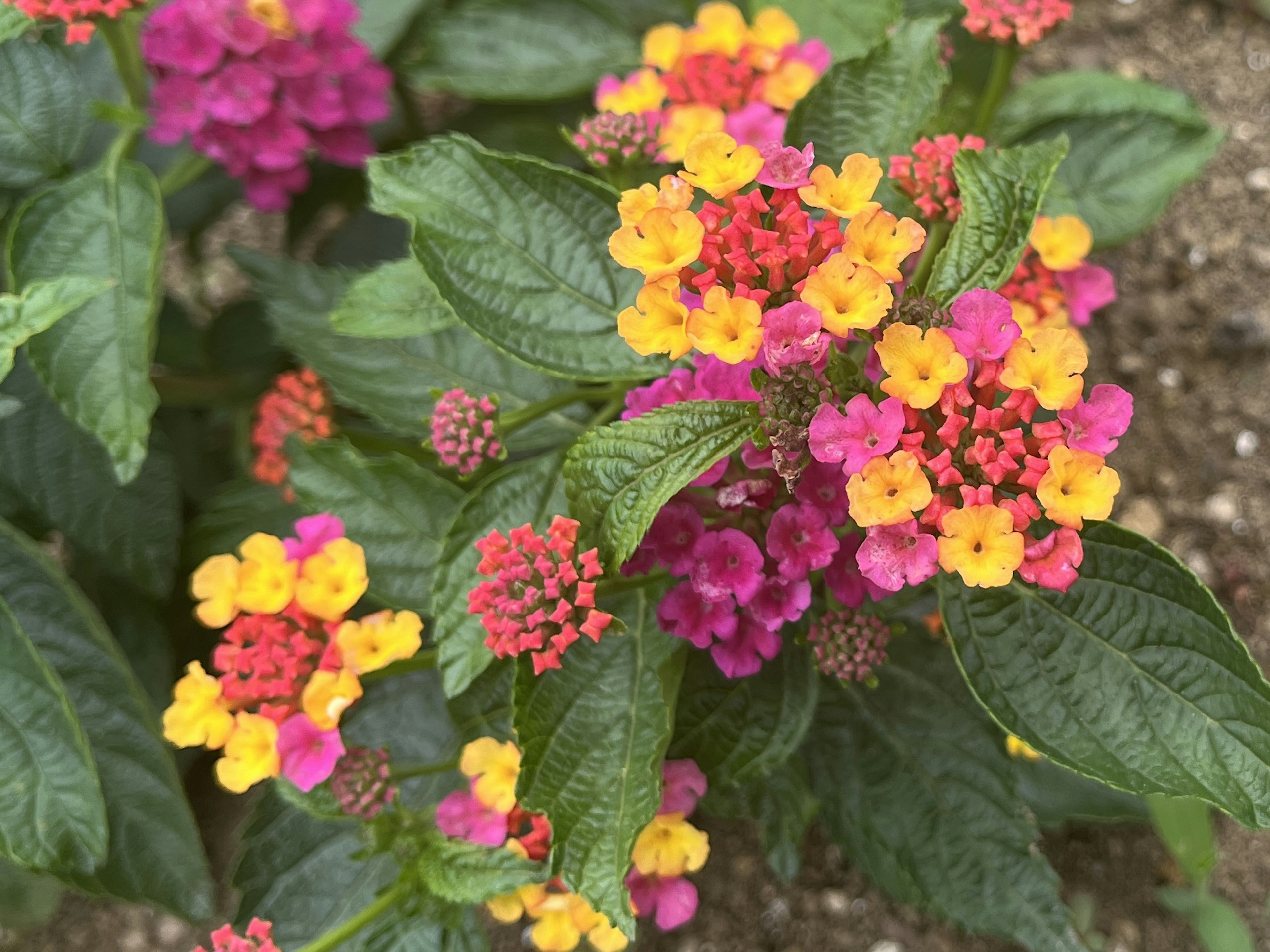 Foto close-up bunga Lantana berwarna-warni