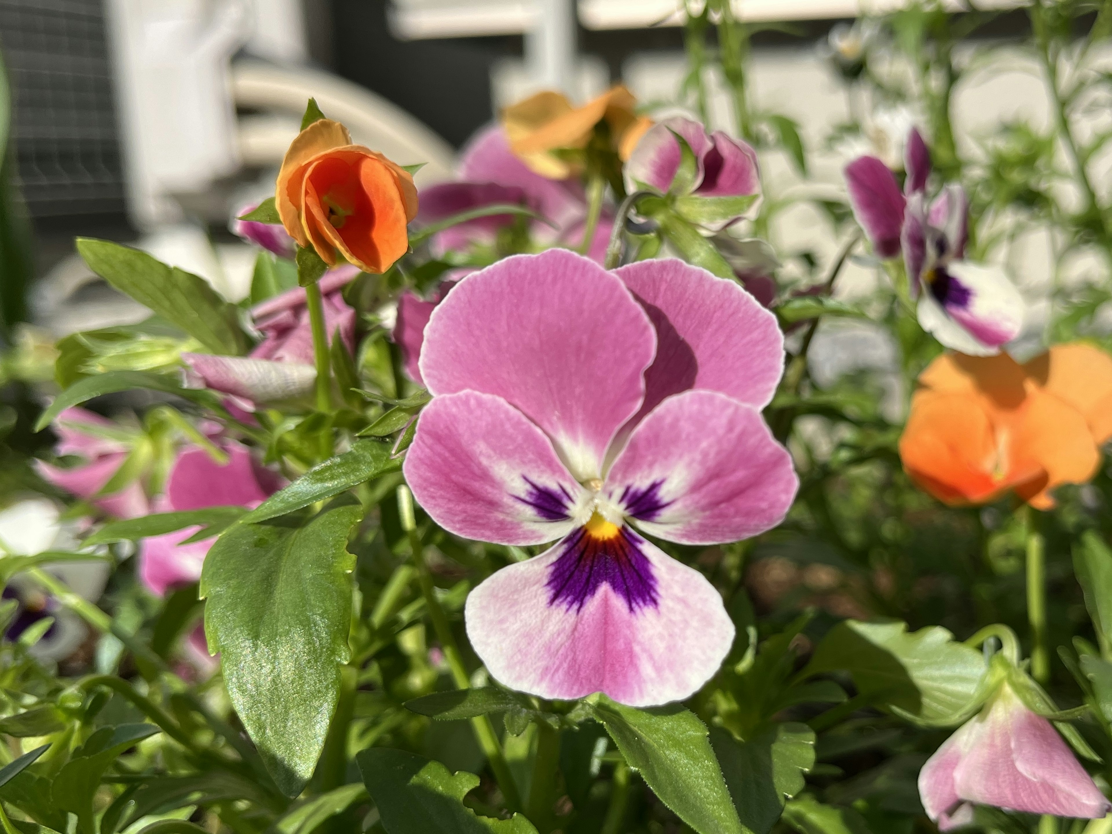 Fleur de pensée rose vif au premier plan avec des fleurs orange en arrière-plan