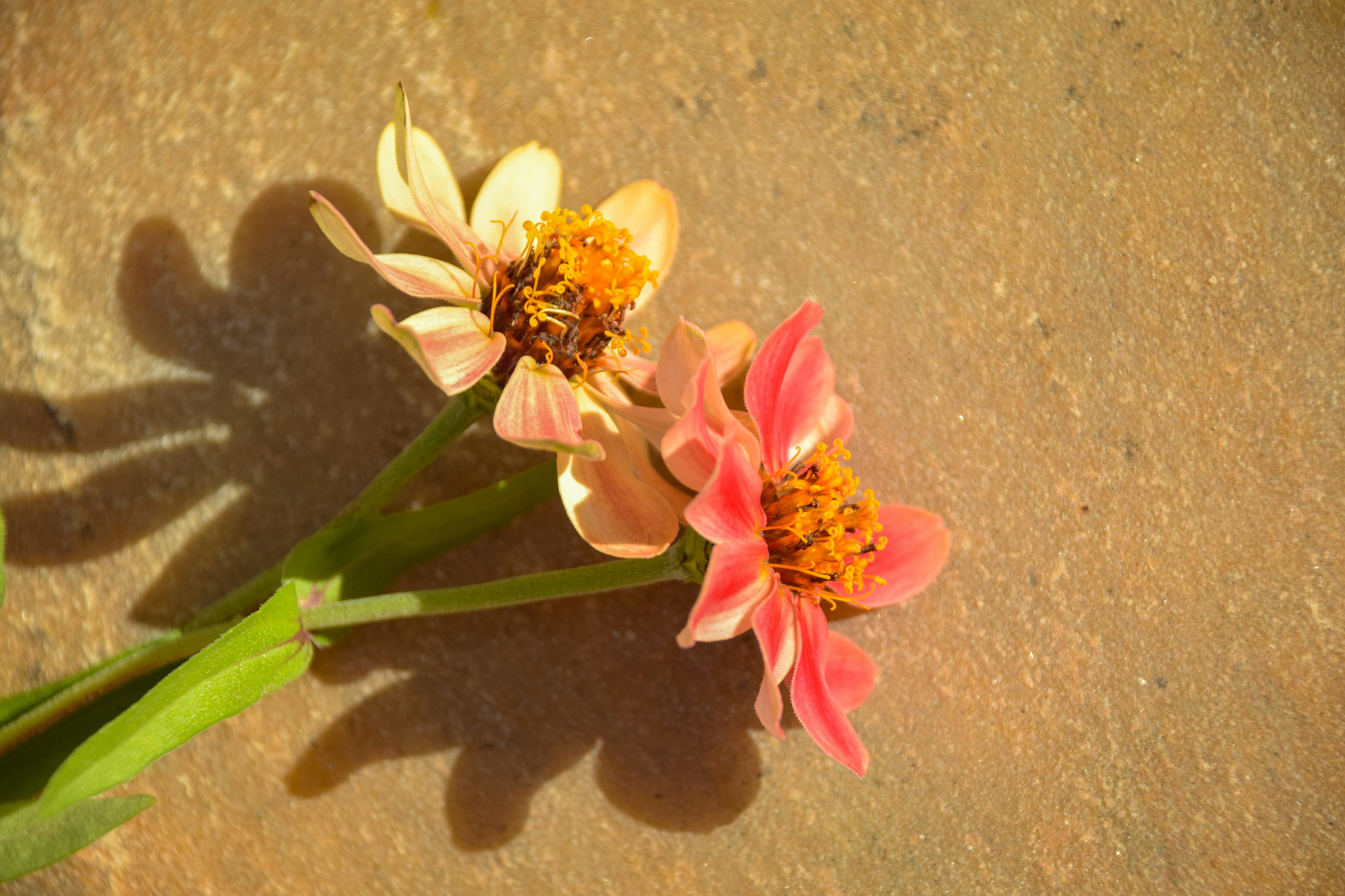 二つの花が並んでいる画像 ピンクとクリーム色の花びら 鮮やかなオレンジの花心