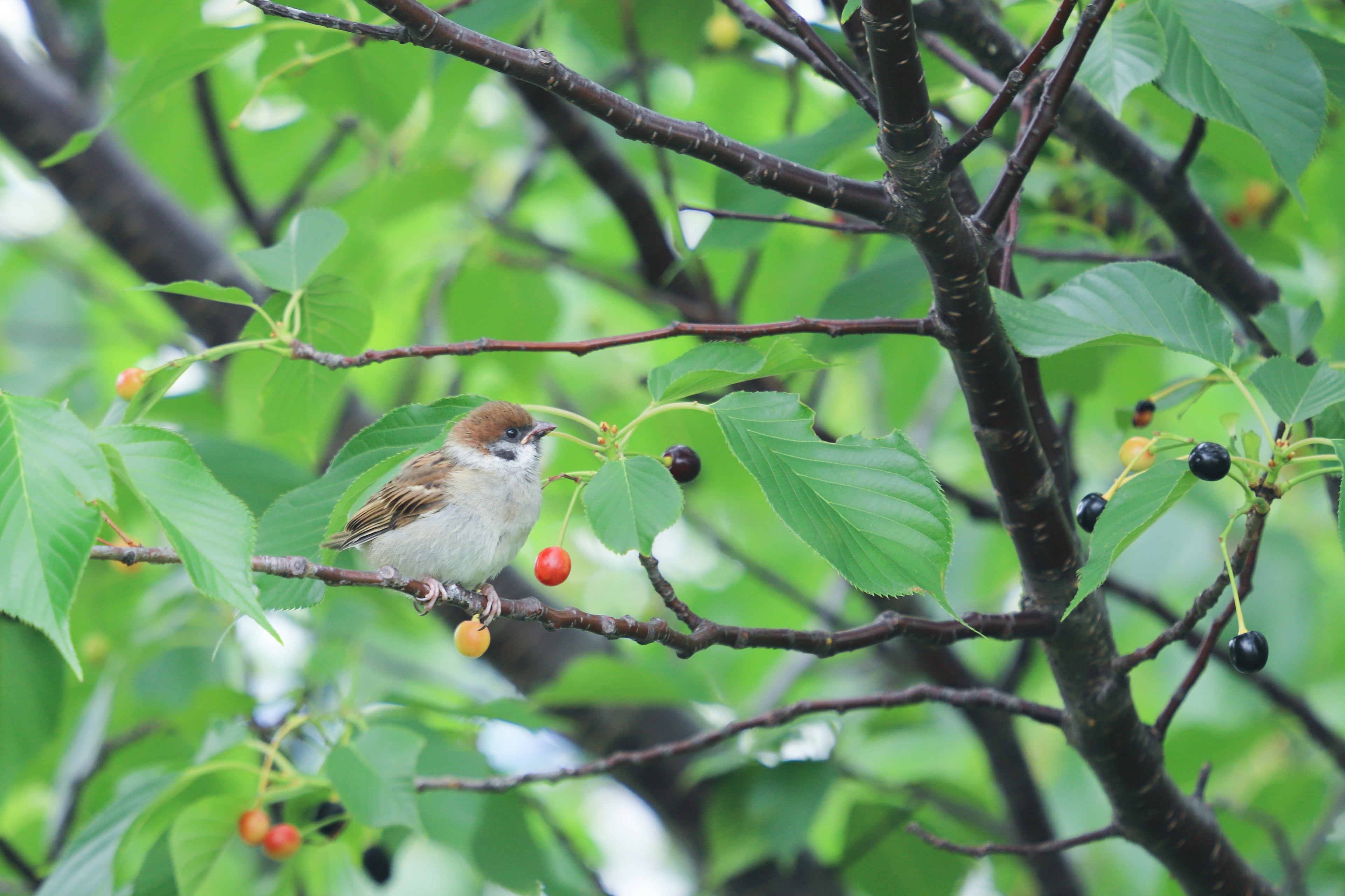 Un pequeño pájaro posado en una rama rodeada de hojas verdes y frutas