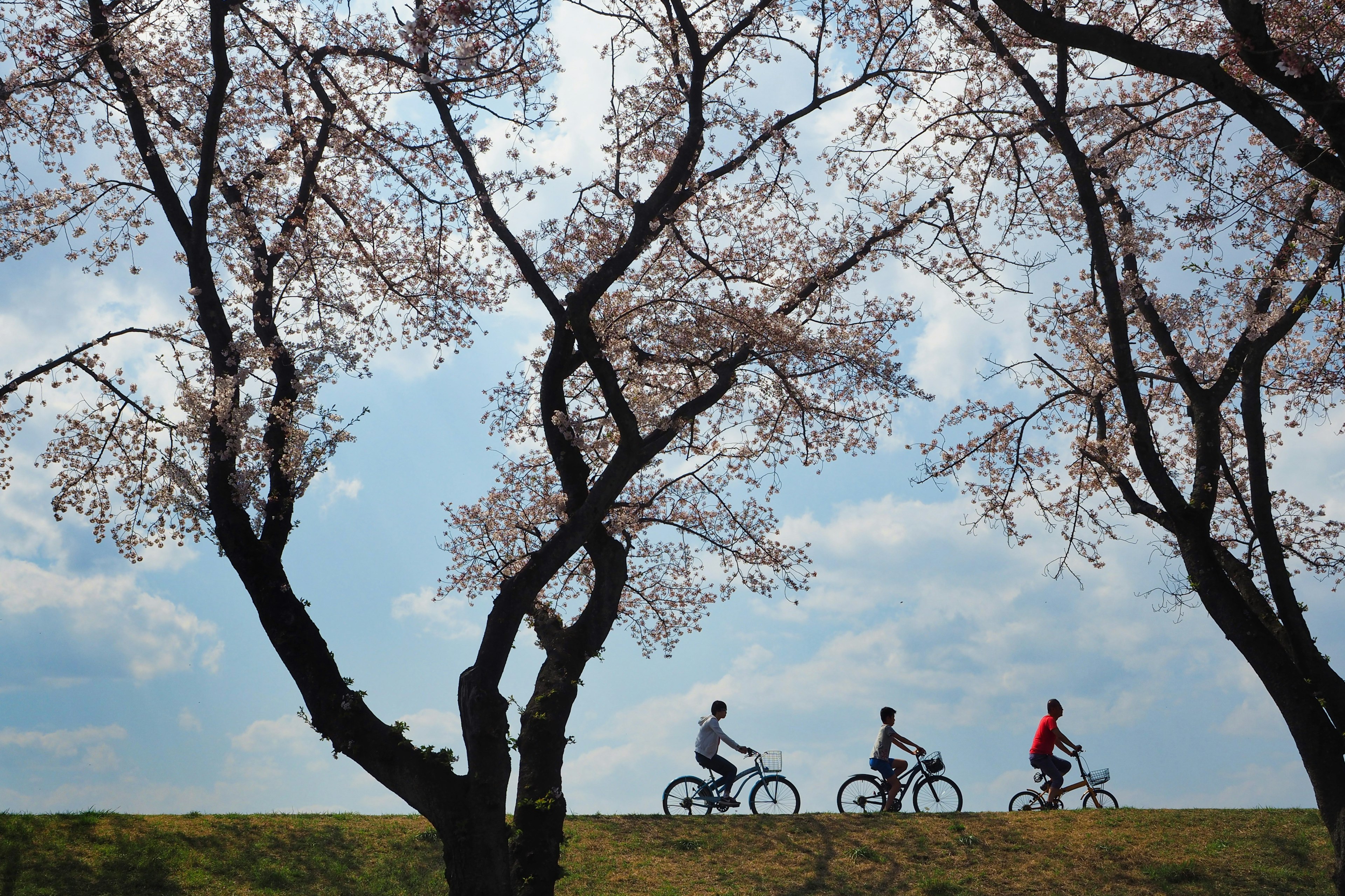 Silhouettes of people biking under cherry blossom trees