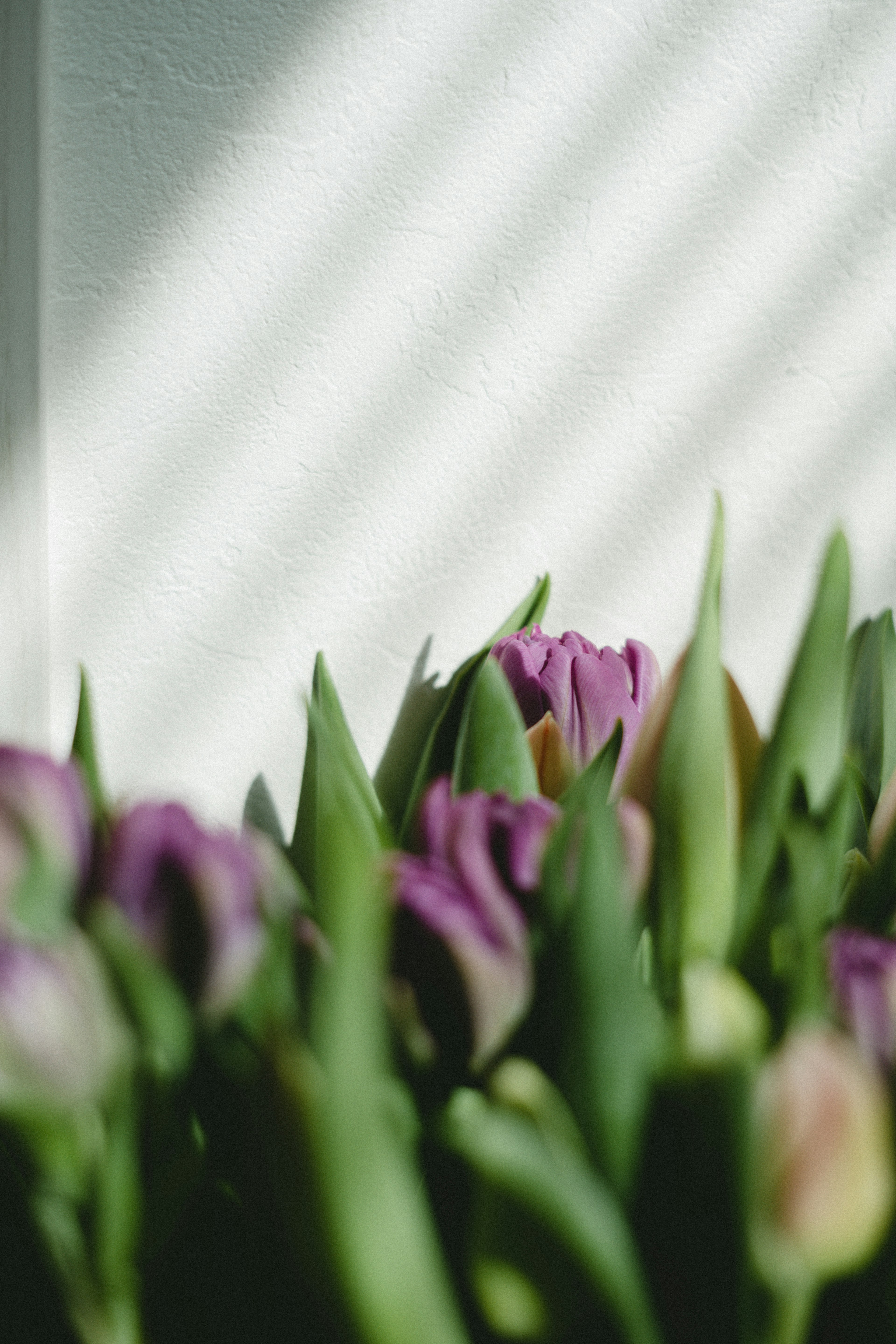 A bouquet of purple tulips with green leaves illuminated by soft light