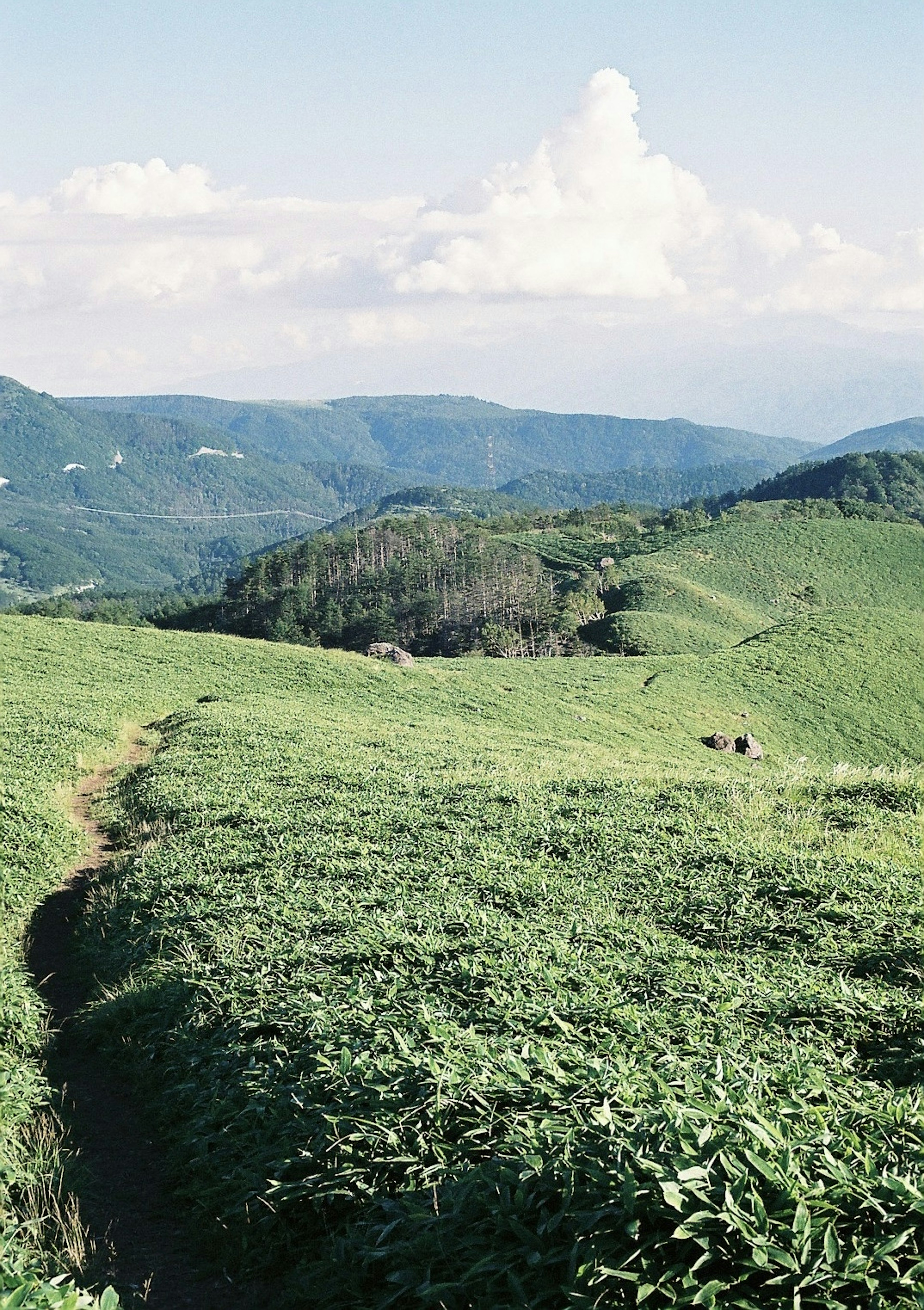 Ladang teh hijau subur di bawah langit biru