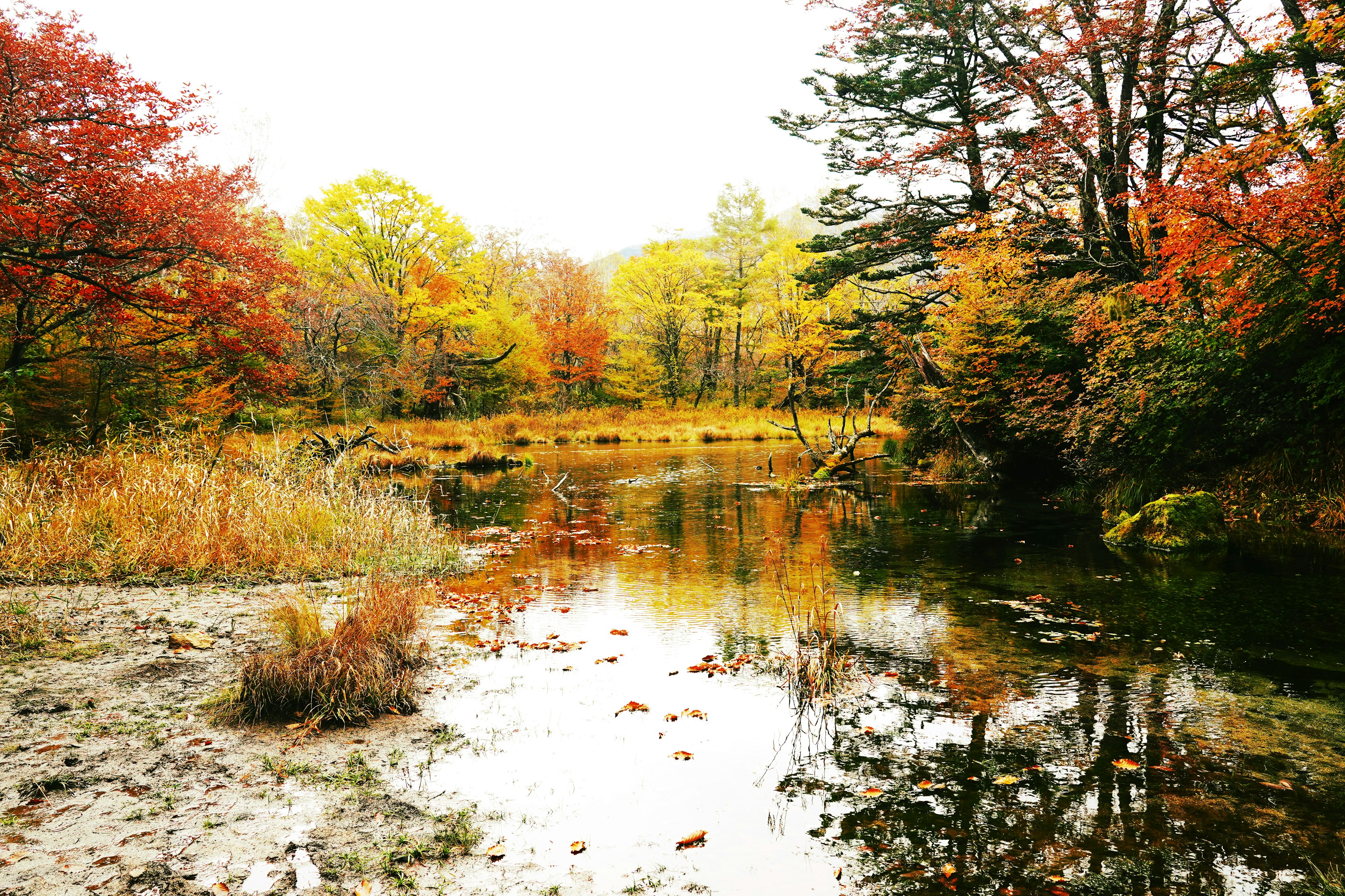 Vista serena di uno stagno circondato da fogliame autunnale che si riflette nell'acqua