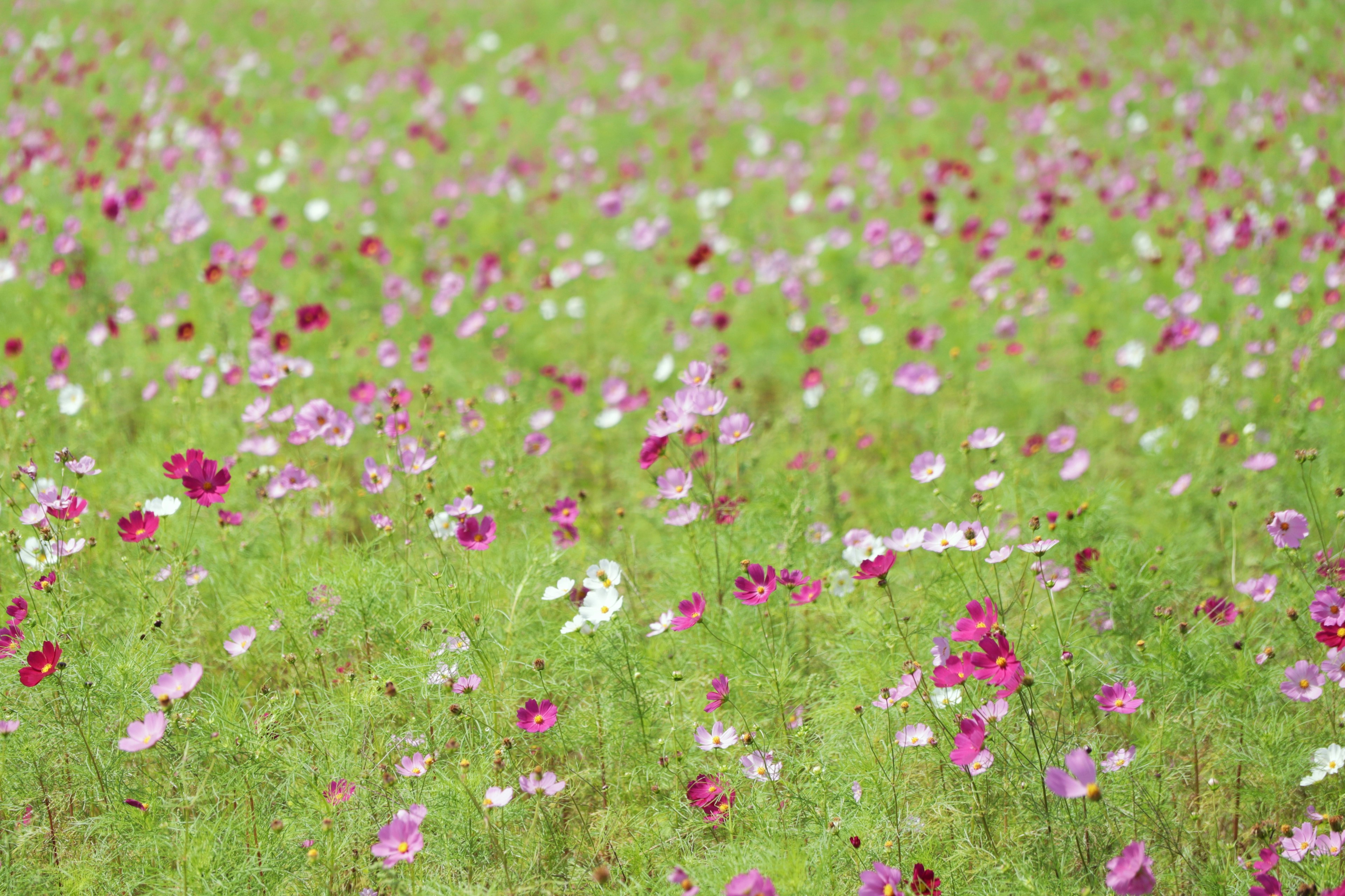 Bunga cosmos berwarna-warni mekar di padang hijau