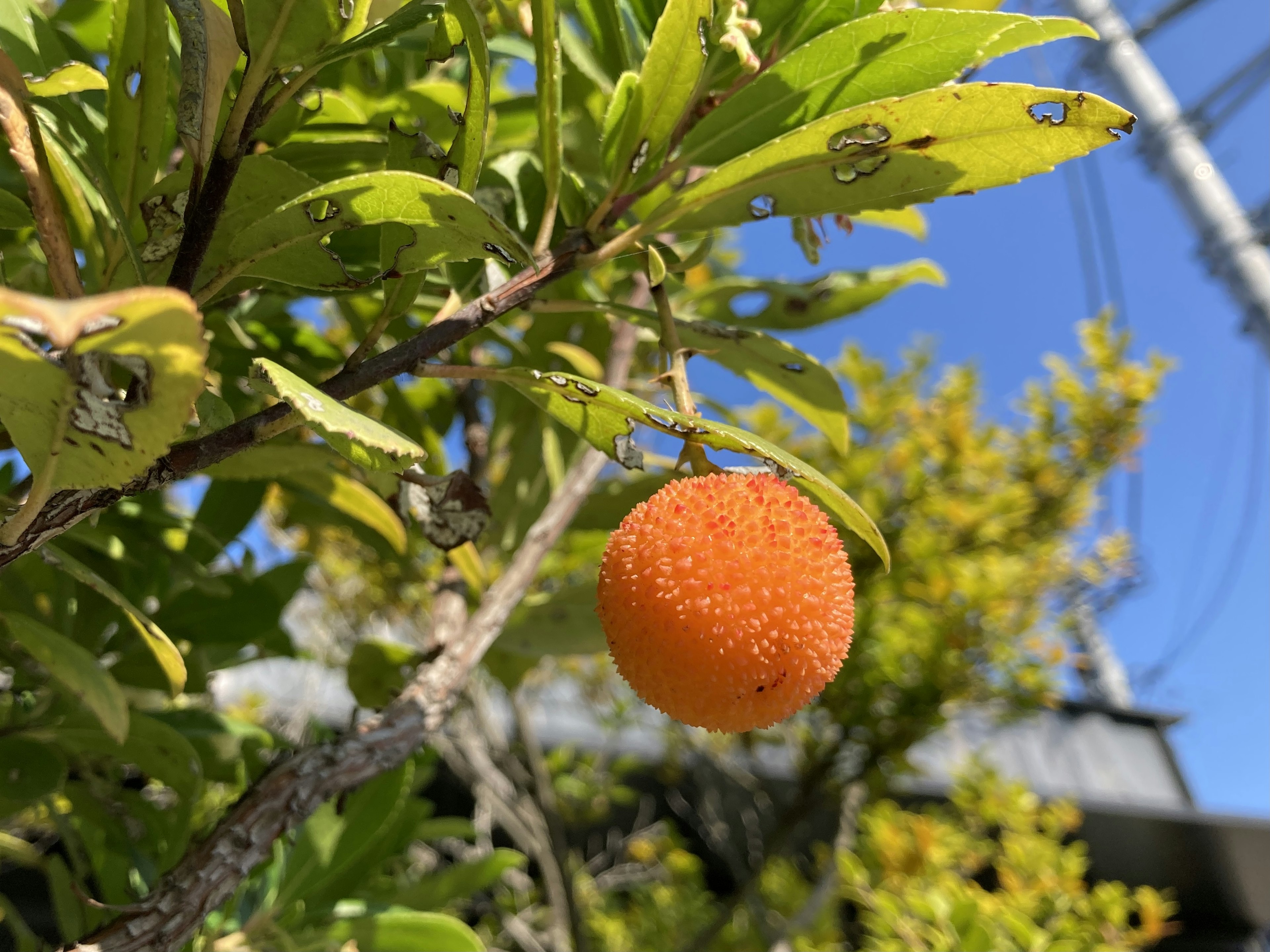 Nahaufnahme einer orangefarbenen Frucht, die an einem Zweig hängt