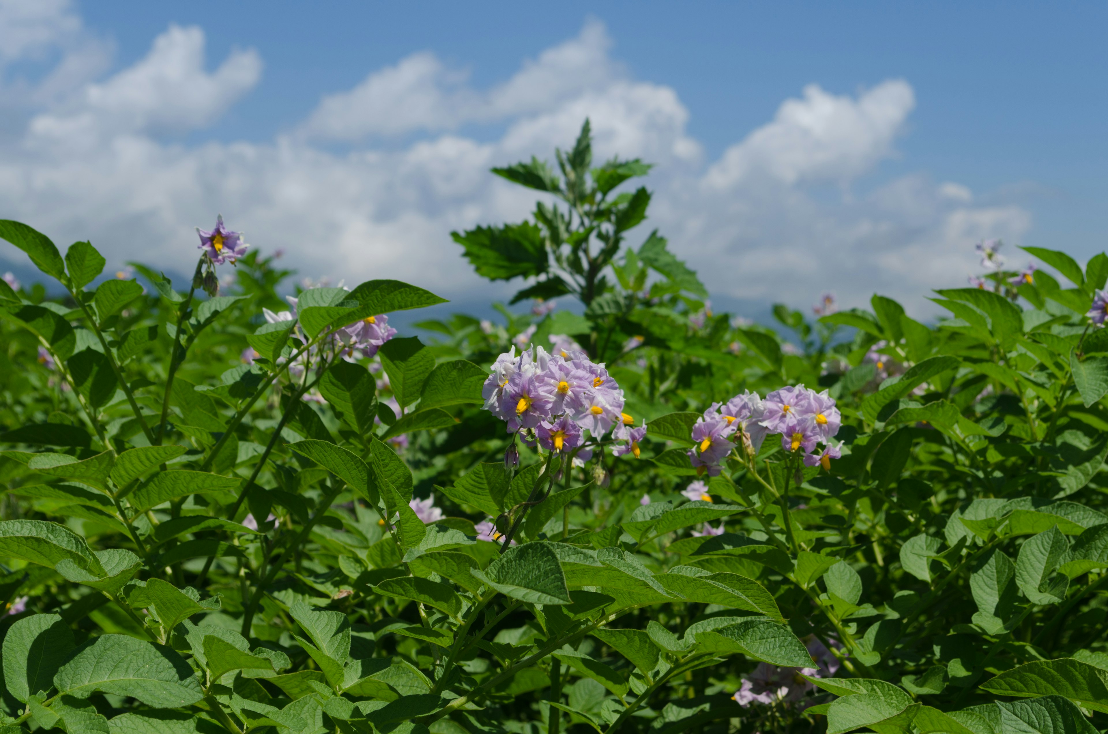 Paesaggio con fiori viola in fiore e foglie verdi lussureggianti sotto un cielo blu