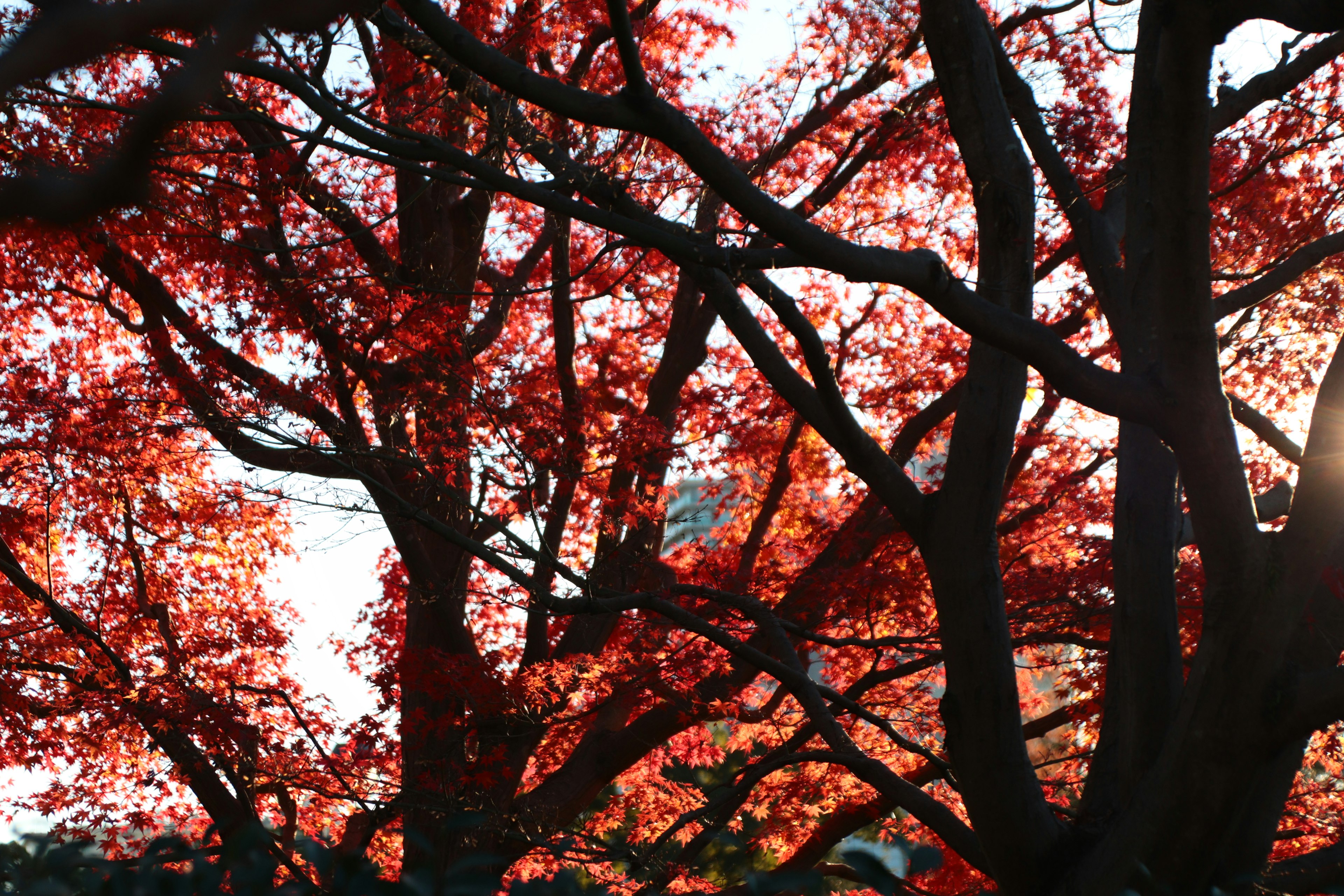 Silhouetted trees with red leaves against a sunset background