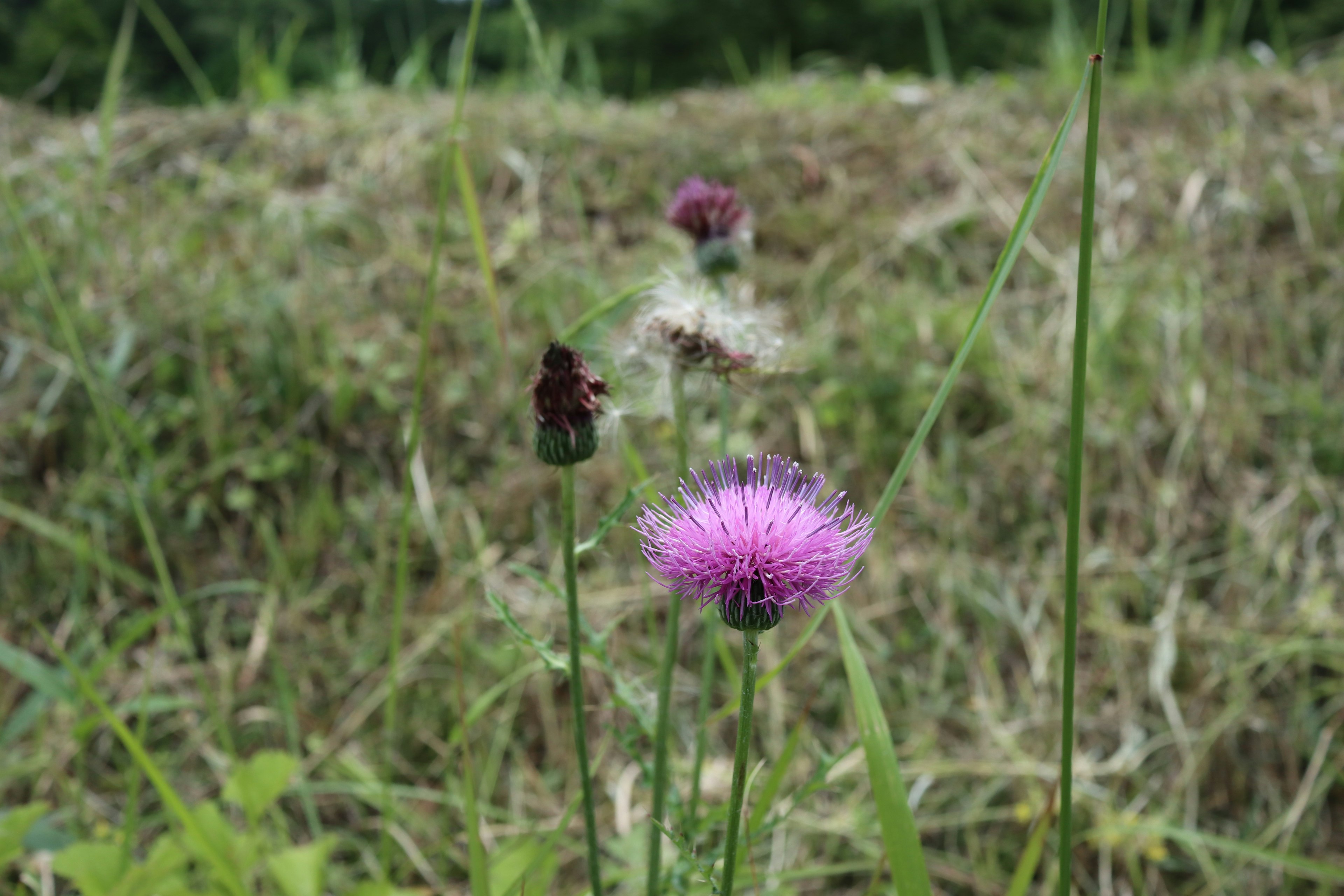 Eine Landschaft mit lila Blumen und grünem Gras