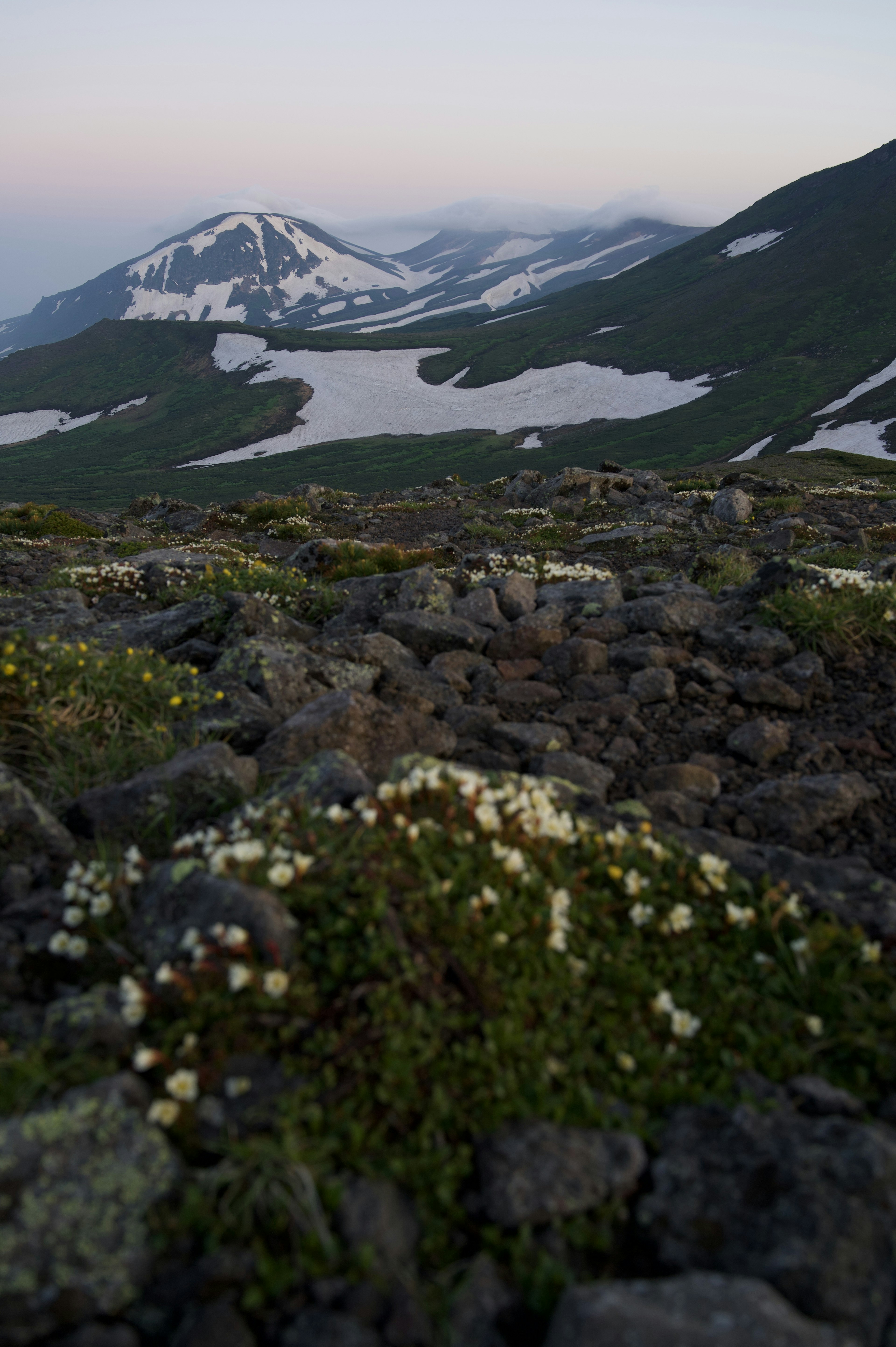 Paysage de montagne avec des zones enneigées et des fleurs en fleurs