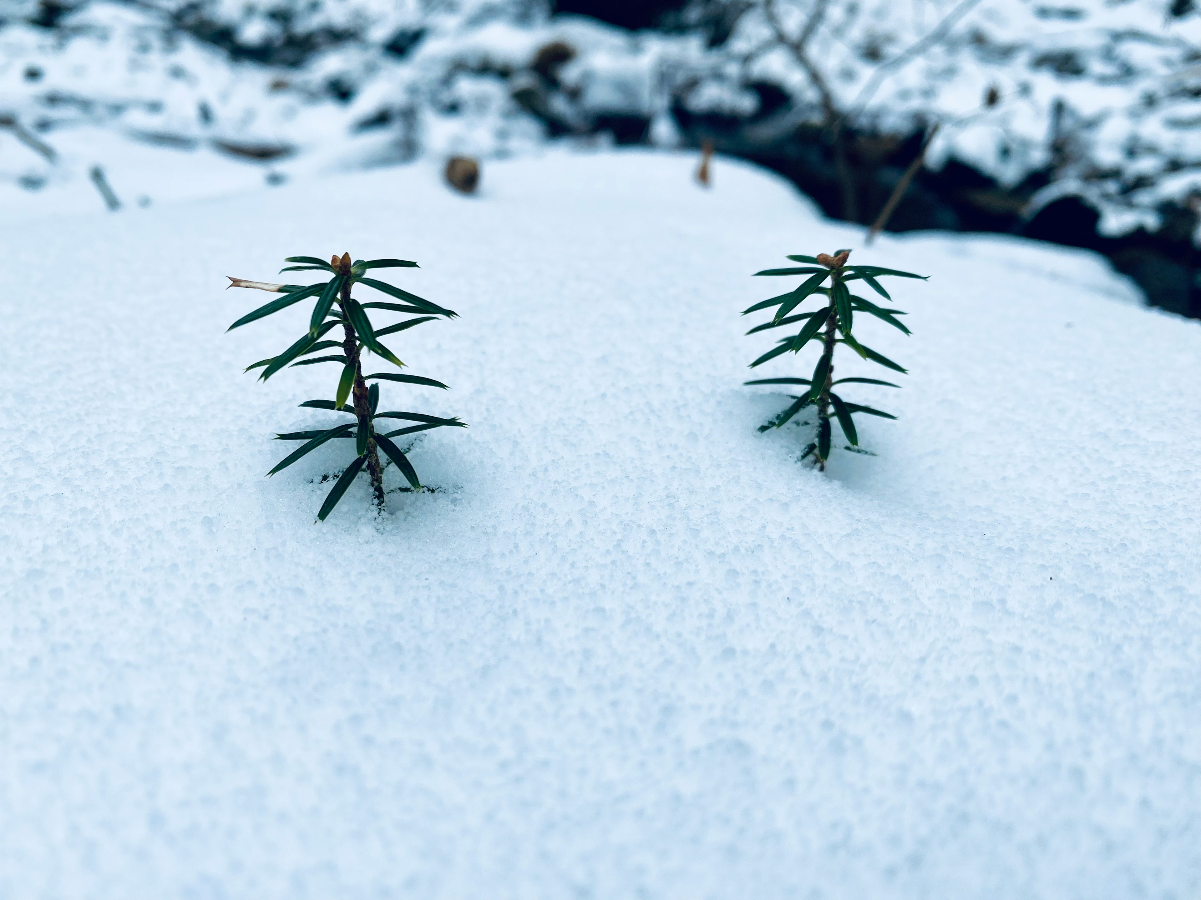 雪の中にある小さな松の木二本が見える