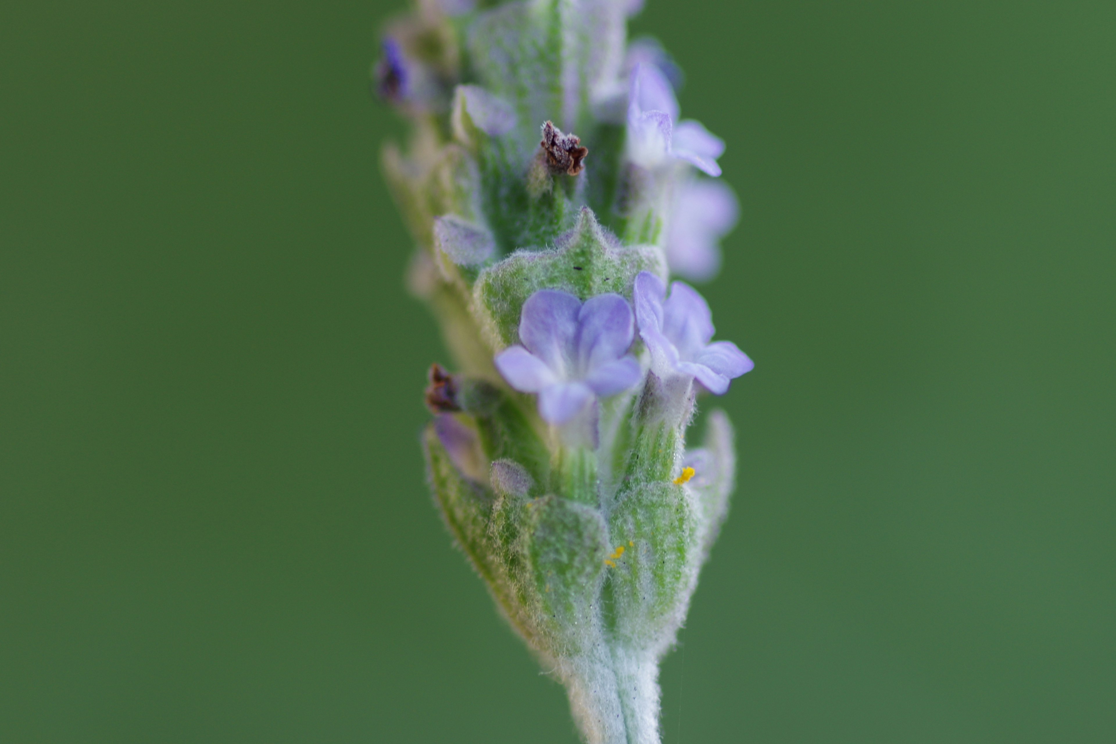 Close-up bunga lavender dengan kelopak ungu yang indah di latar belakang hijau