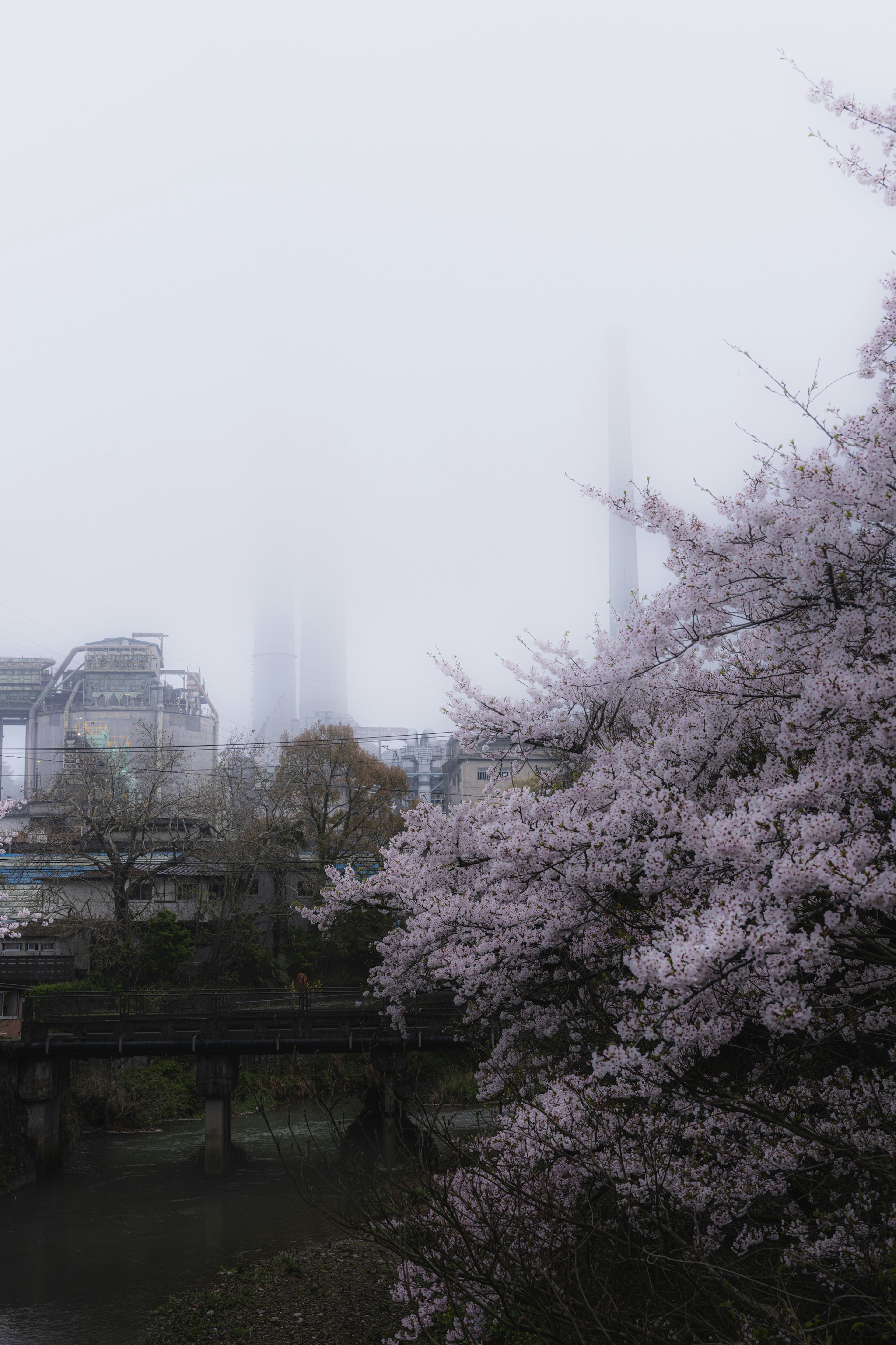 霧に包まれた桜の木と背景の都市景観