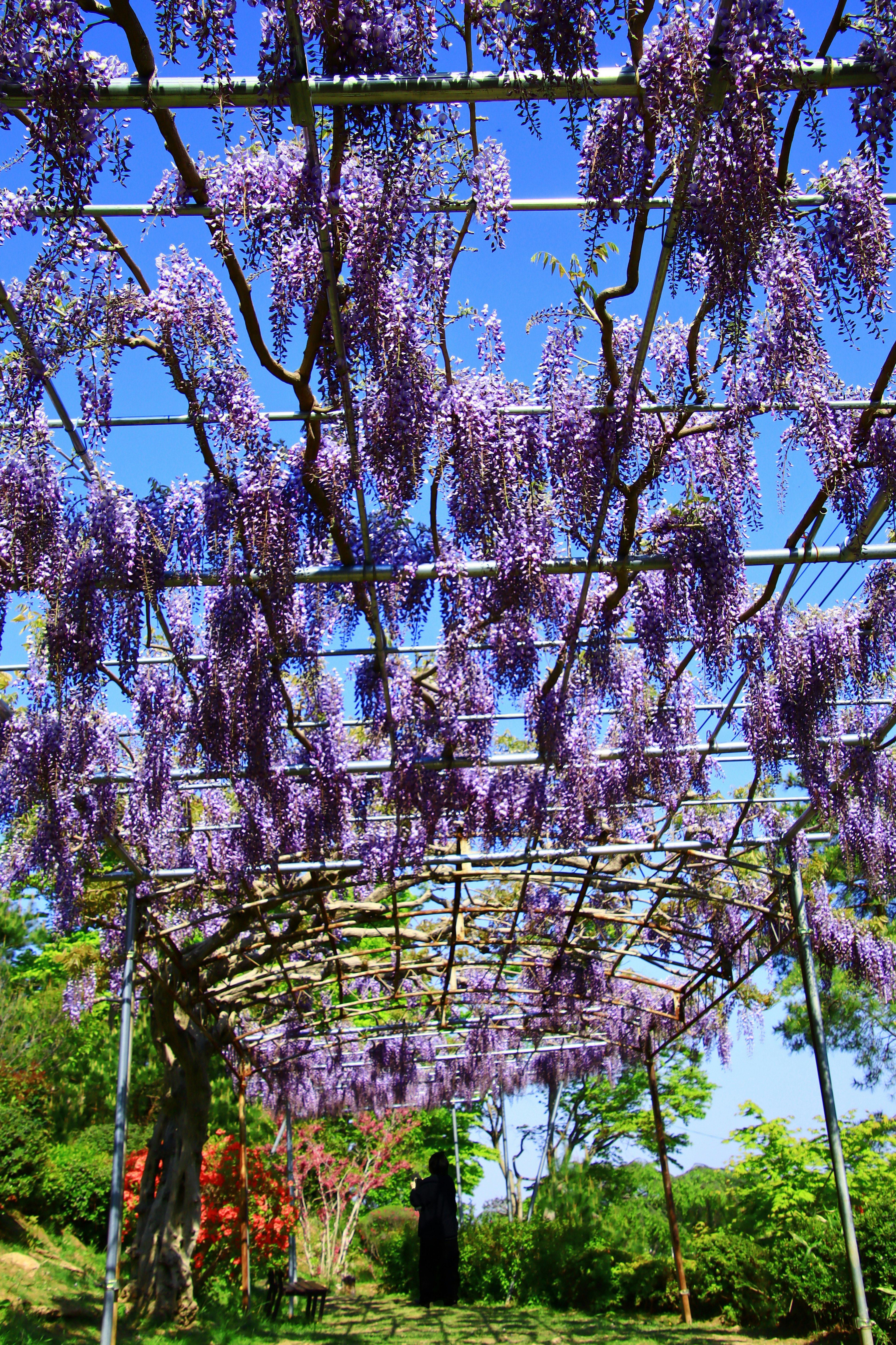 紫色の藤の花が咲くアーチの下から見上げた風景