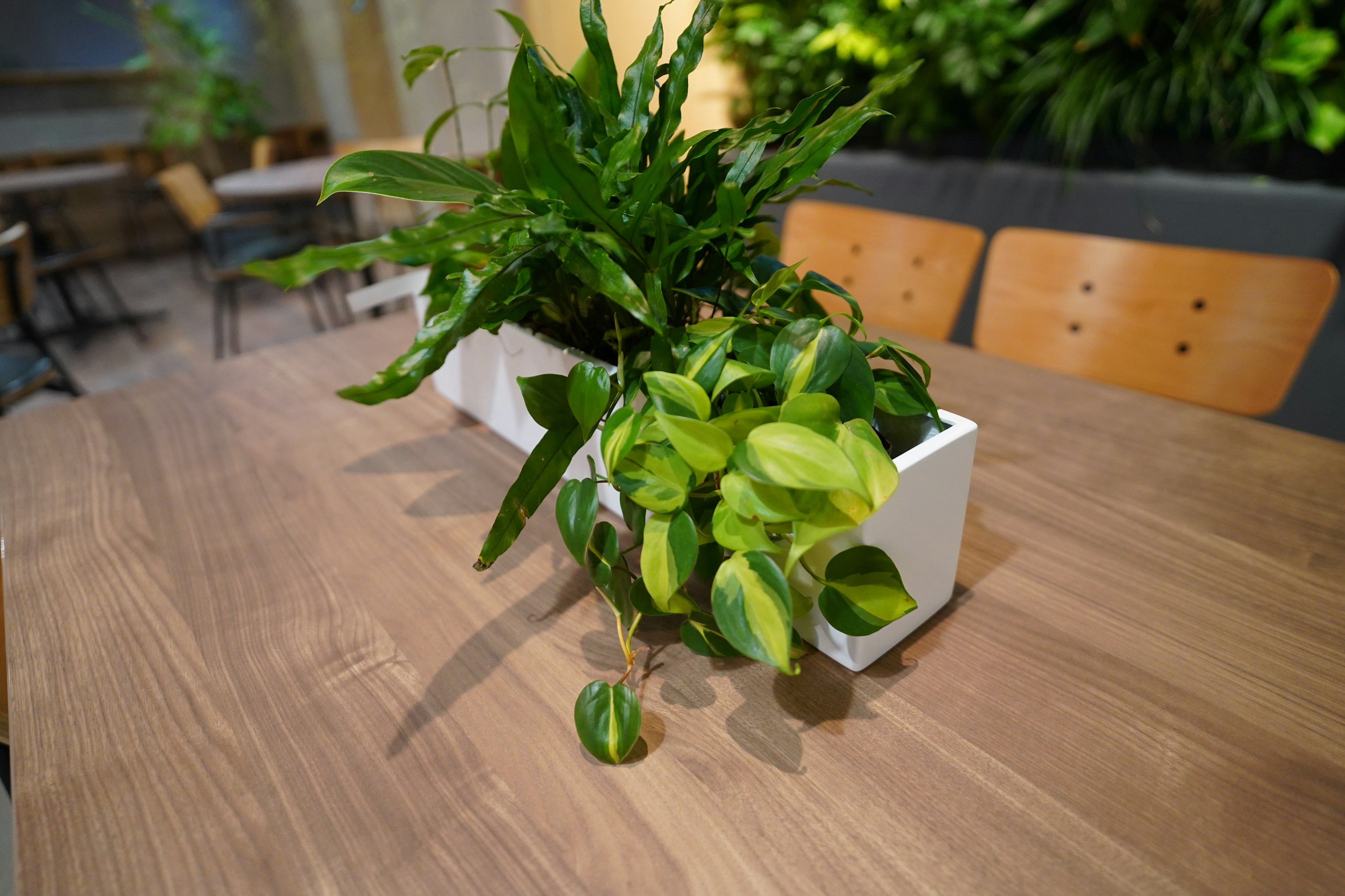 Green plants in a white pot on a wooden table