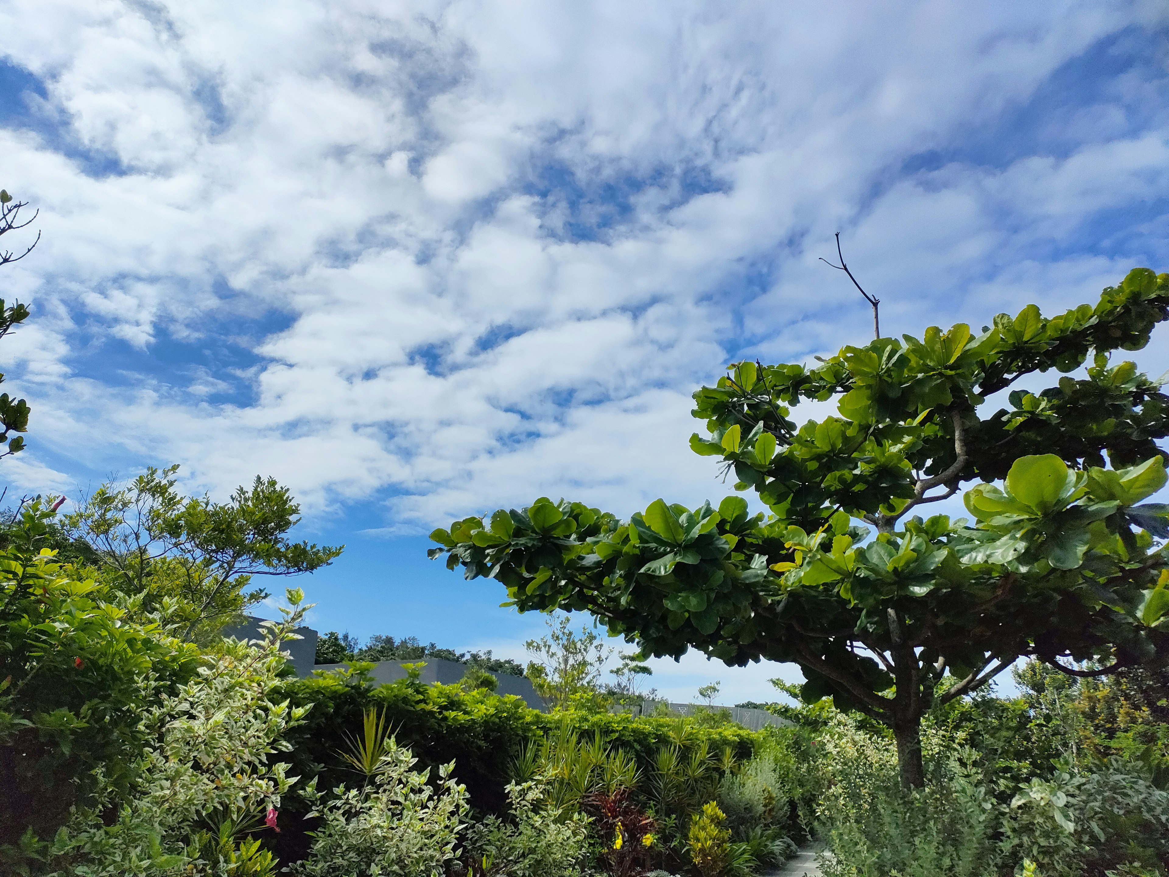 青空と白い雲が広がる庭の風景 緑豊かな木々と花々が彩る