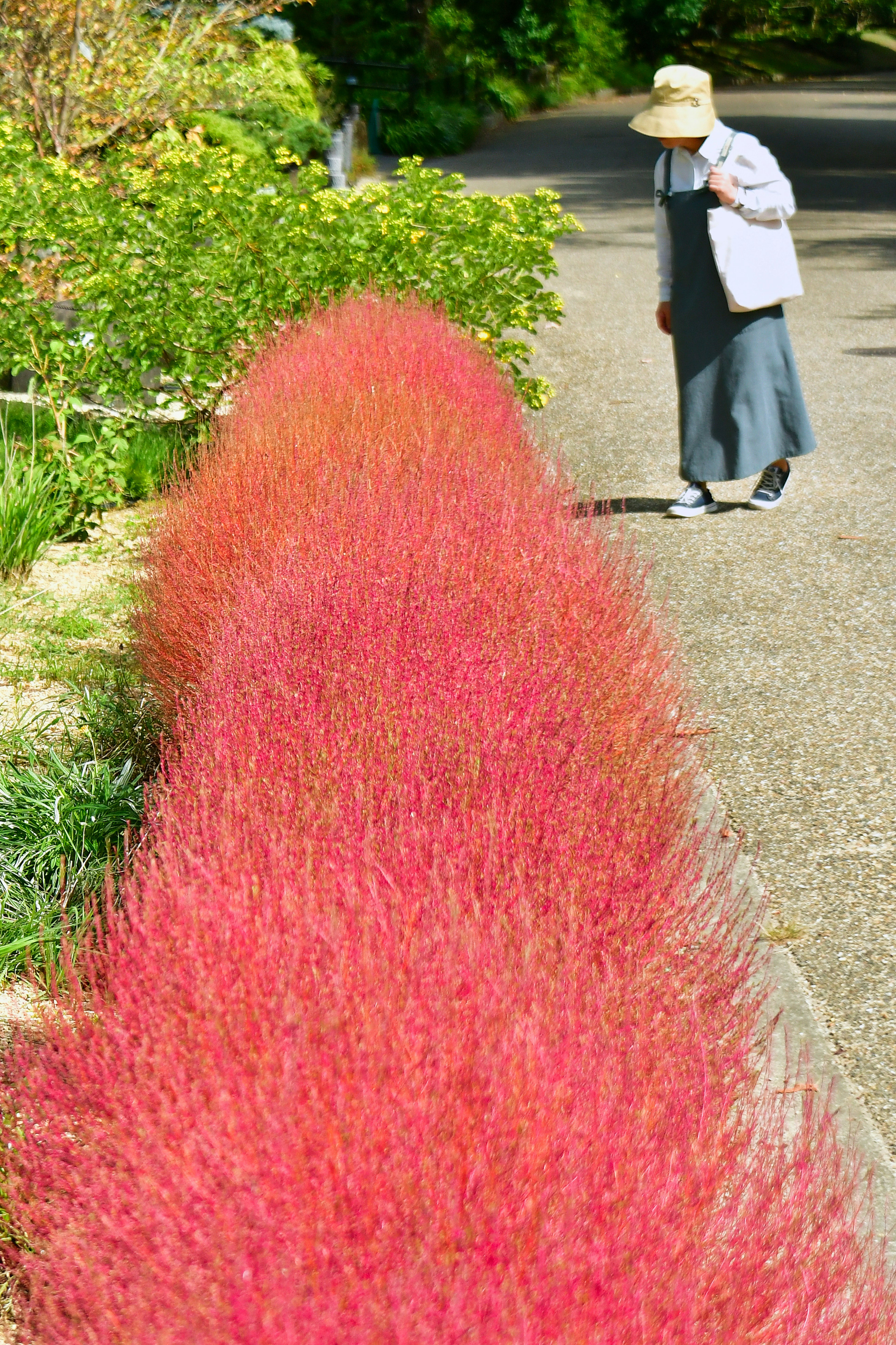 鮮やかな赤い植物の列と歩く女性