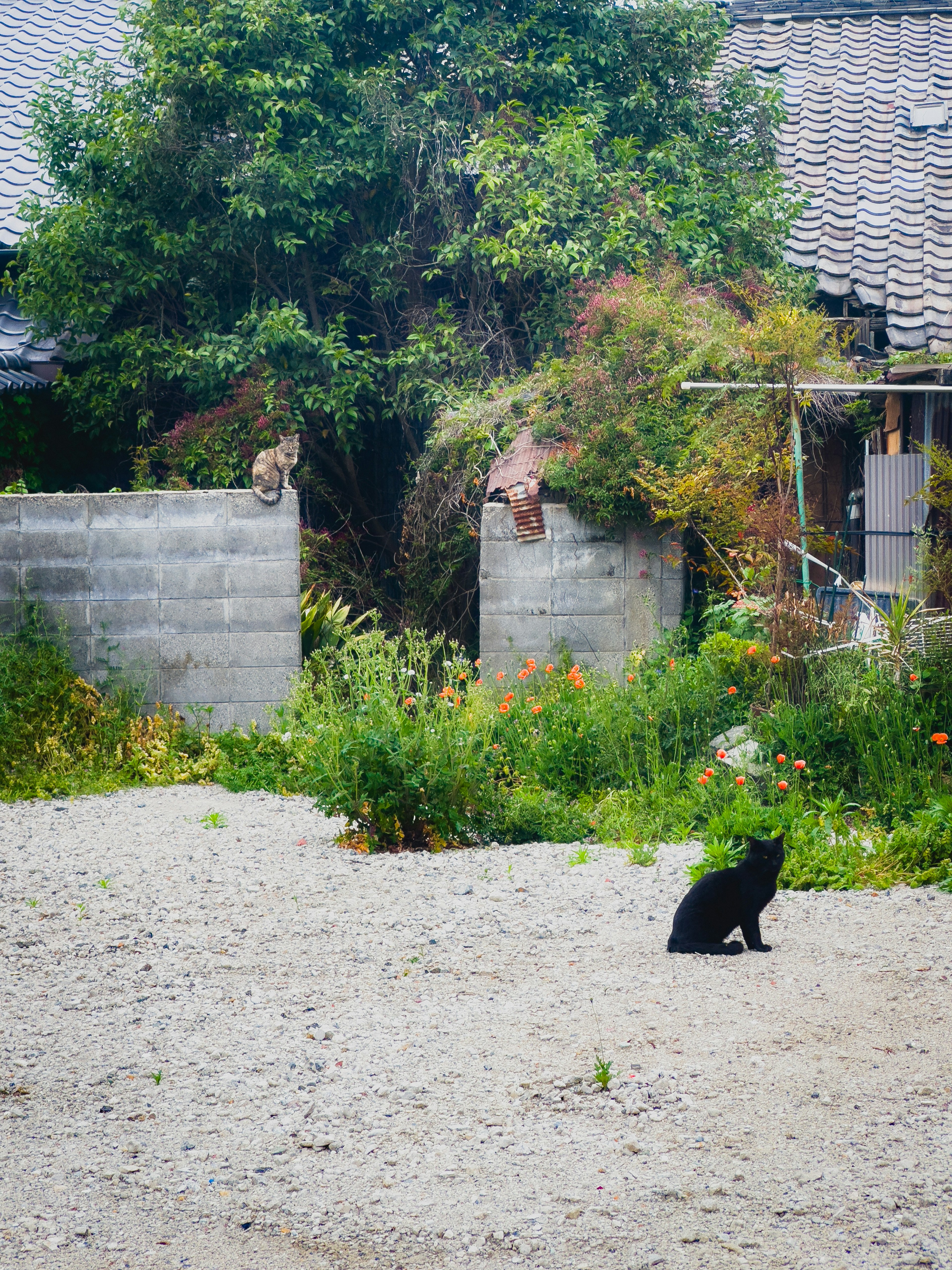 Seekor kucing hitam duduk di taman dengan rumah tua di latar belakang