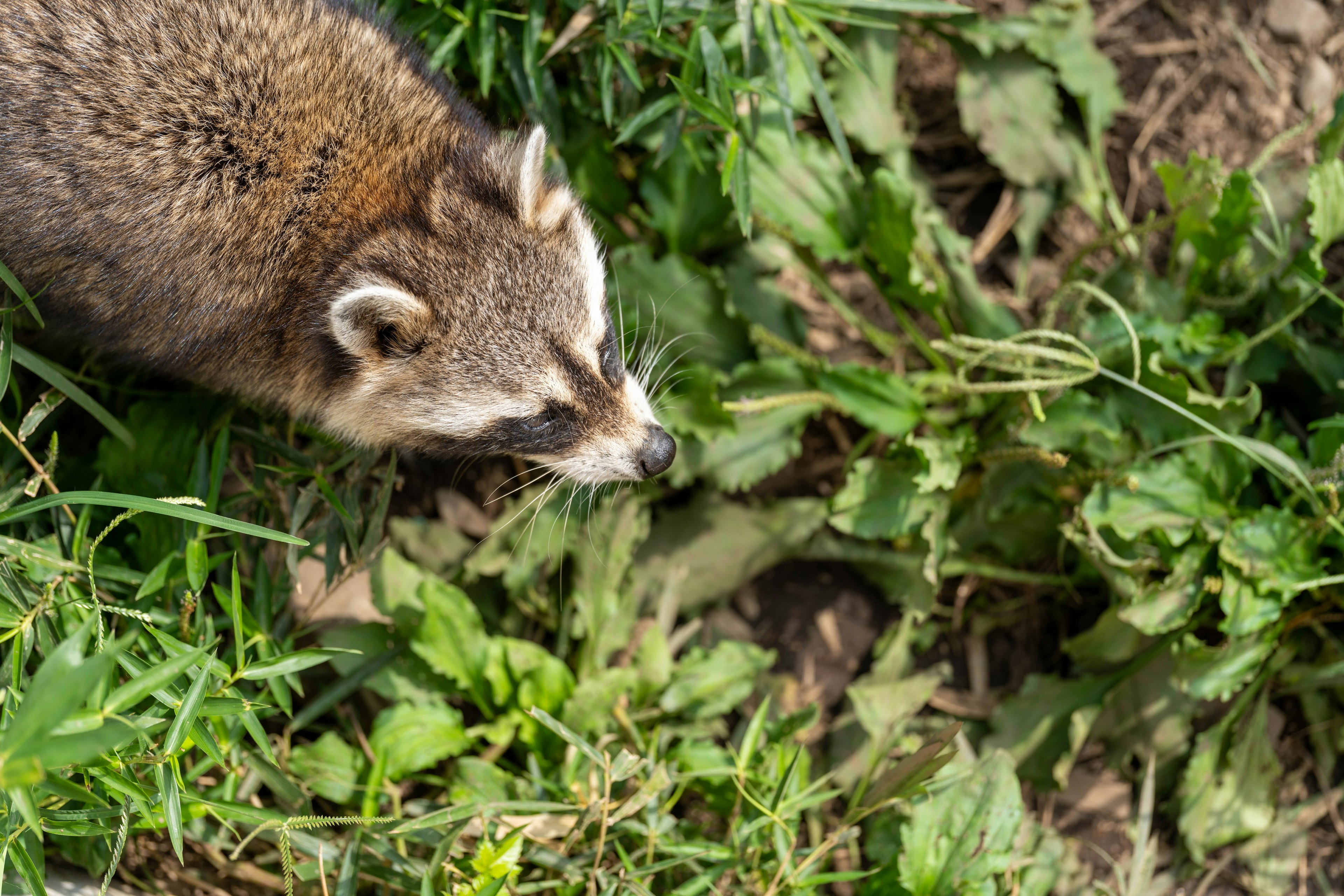 Ansicht von oben auf einen Waschbären, der das Gras am Boden erkundet