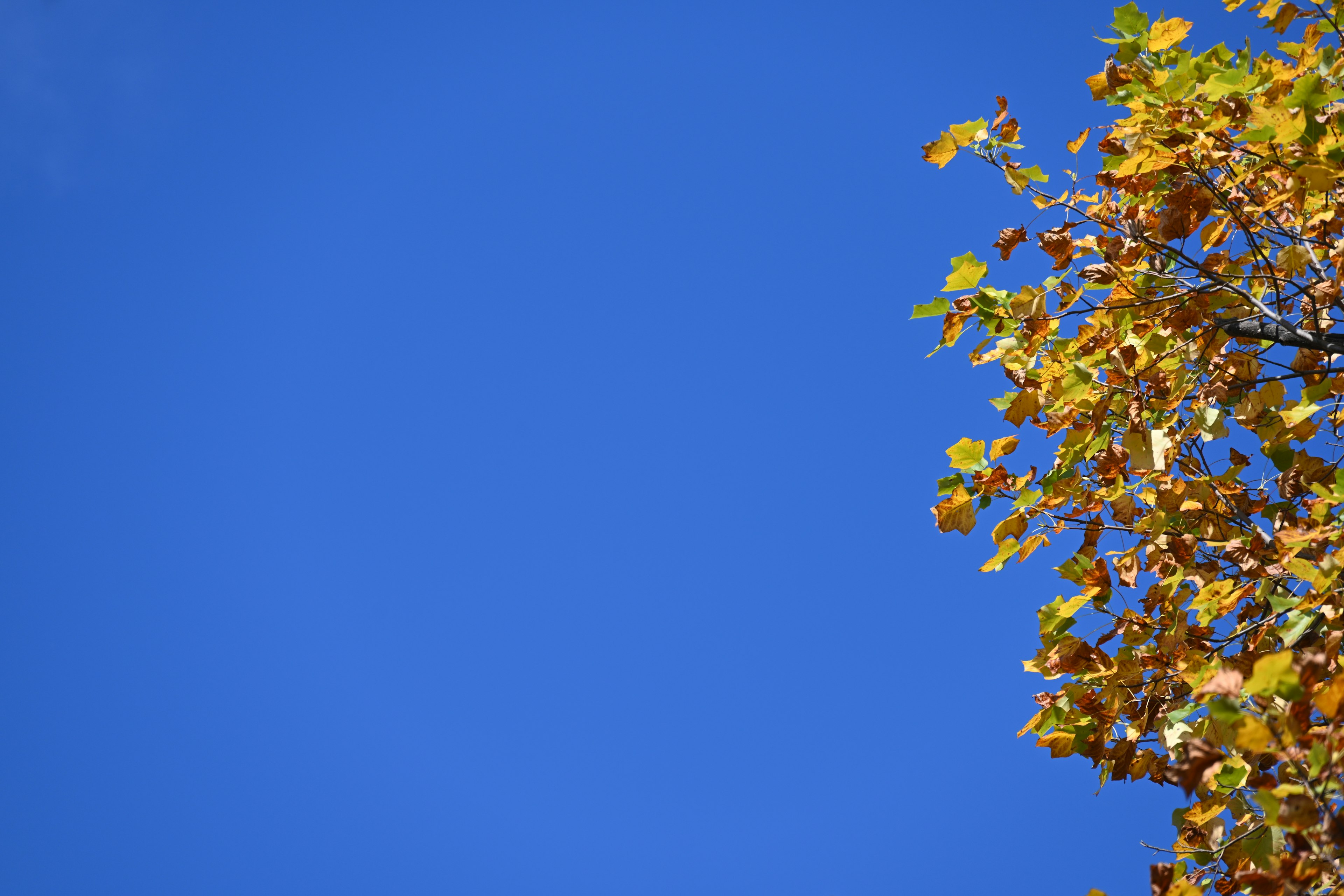 Blauer Himmel mit dem oberen Teil eines Baumes mit gelben Blättern