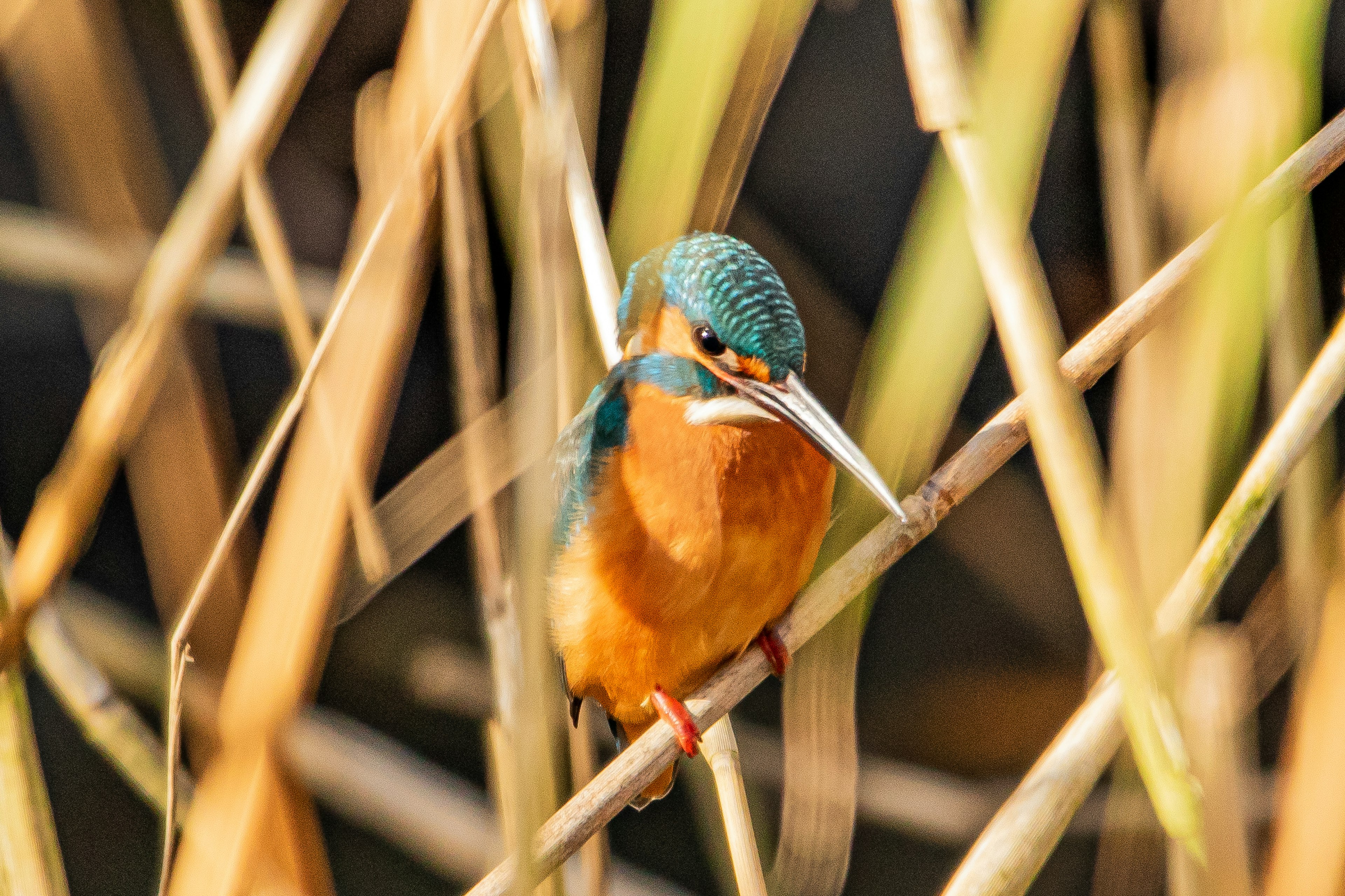 Un martin-pêcheur avec une tête bleue et un corps orange perché parmi les roseaux